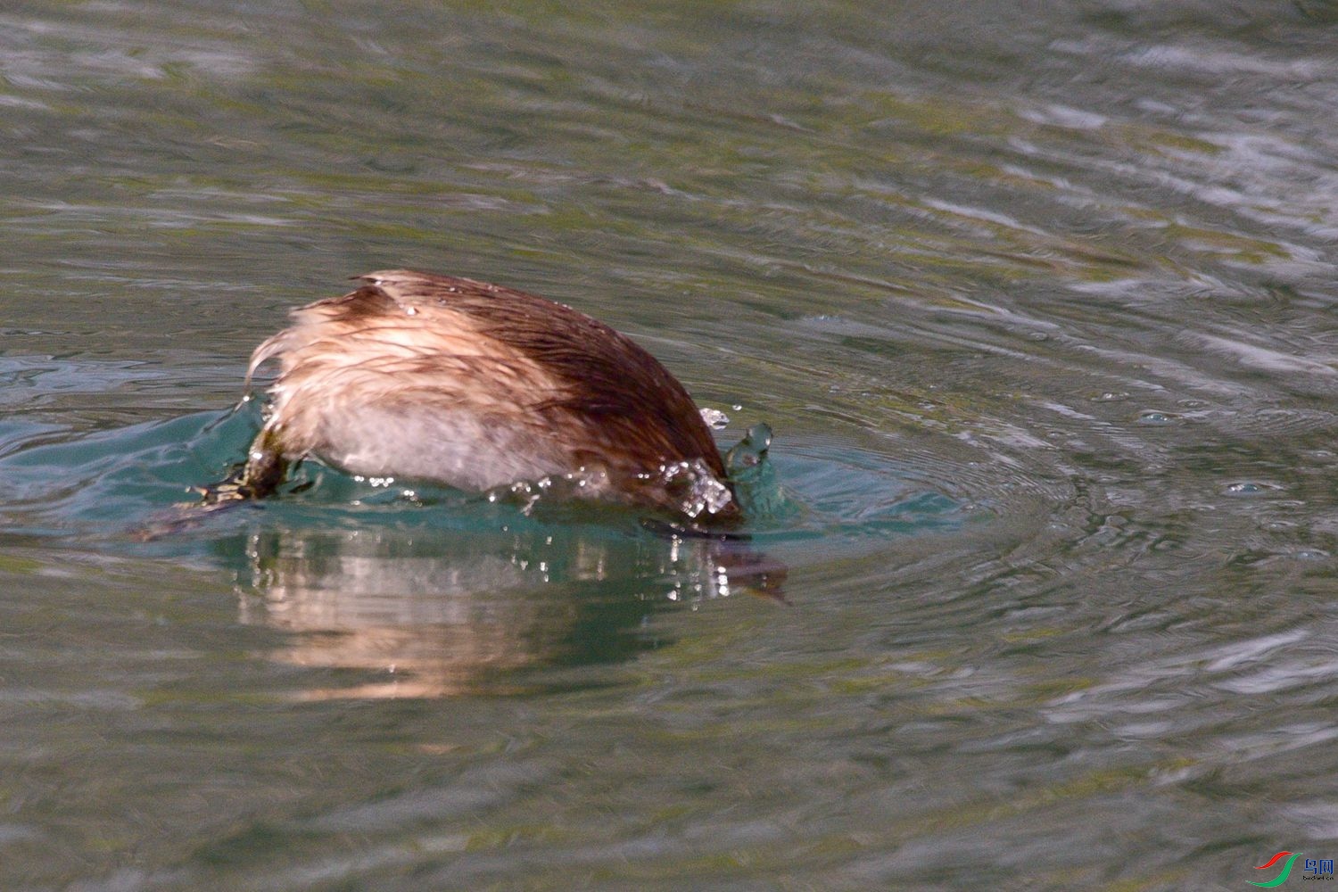 DSC_1208.JPG