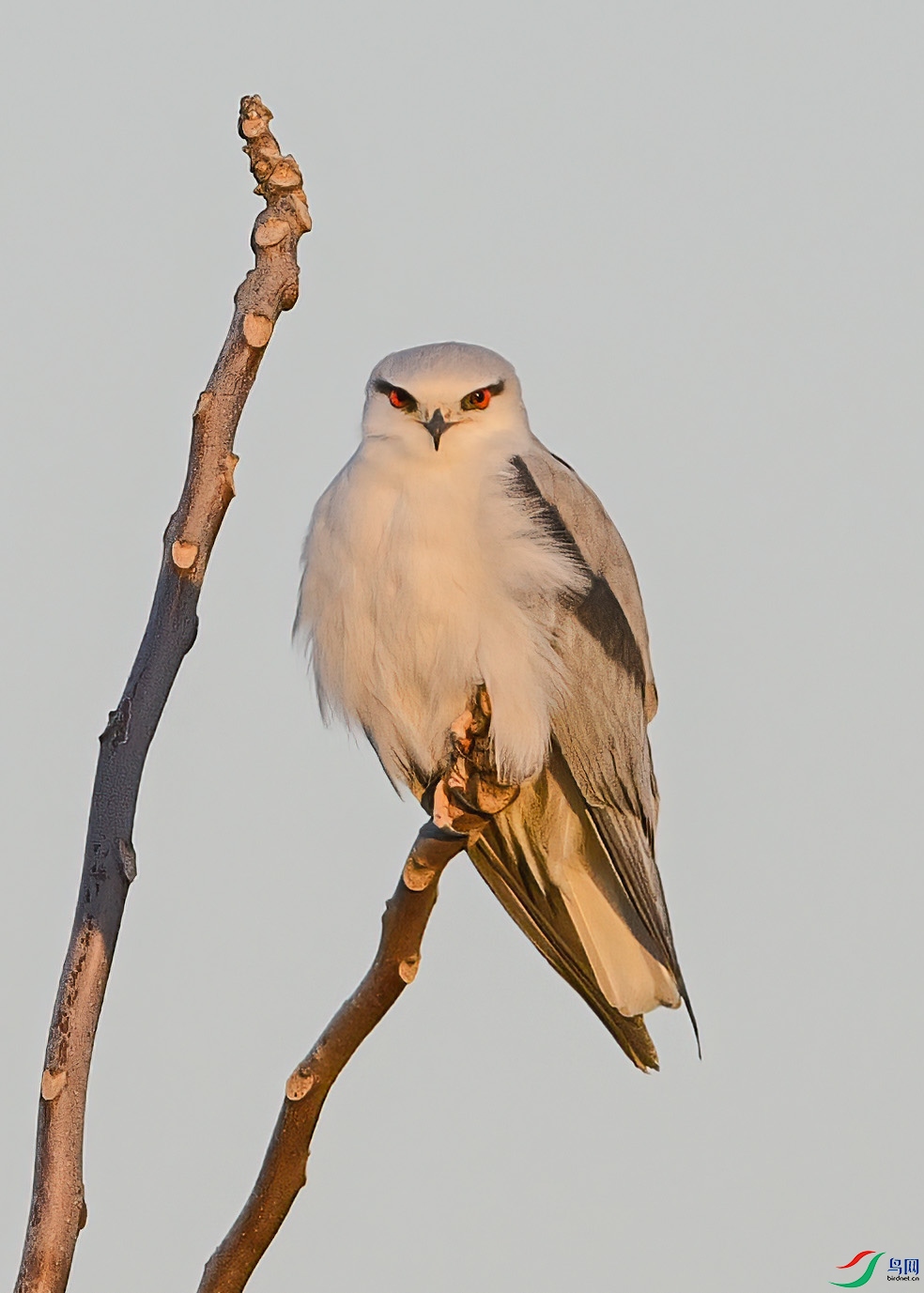 _88W8819 ����.jpg