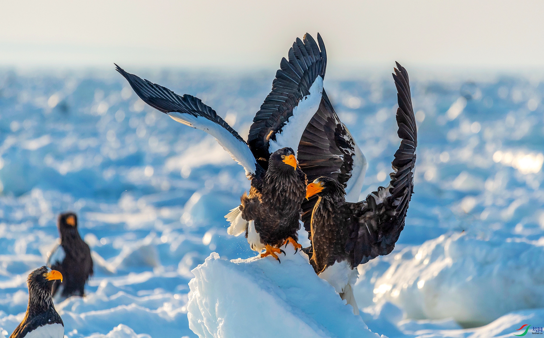 DSC_4402.jpgps5_����.jpg6.jpg
