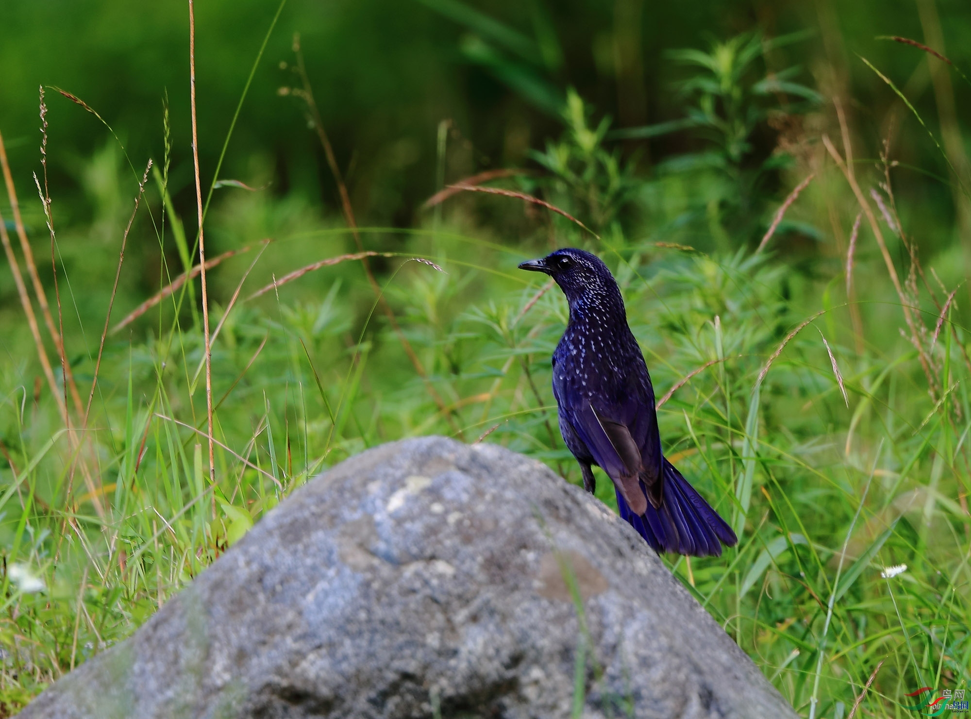 �ǲ�  ��ʦ�����ںӱ�ʡʯ��ׯ��ƽɽ��.jpg