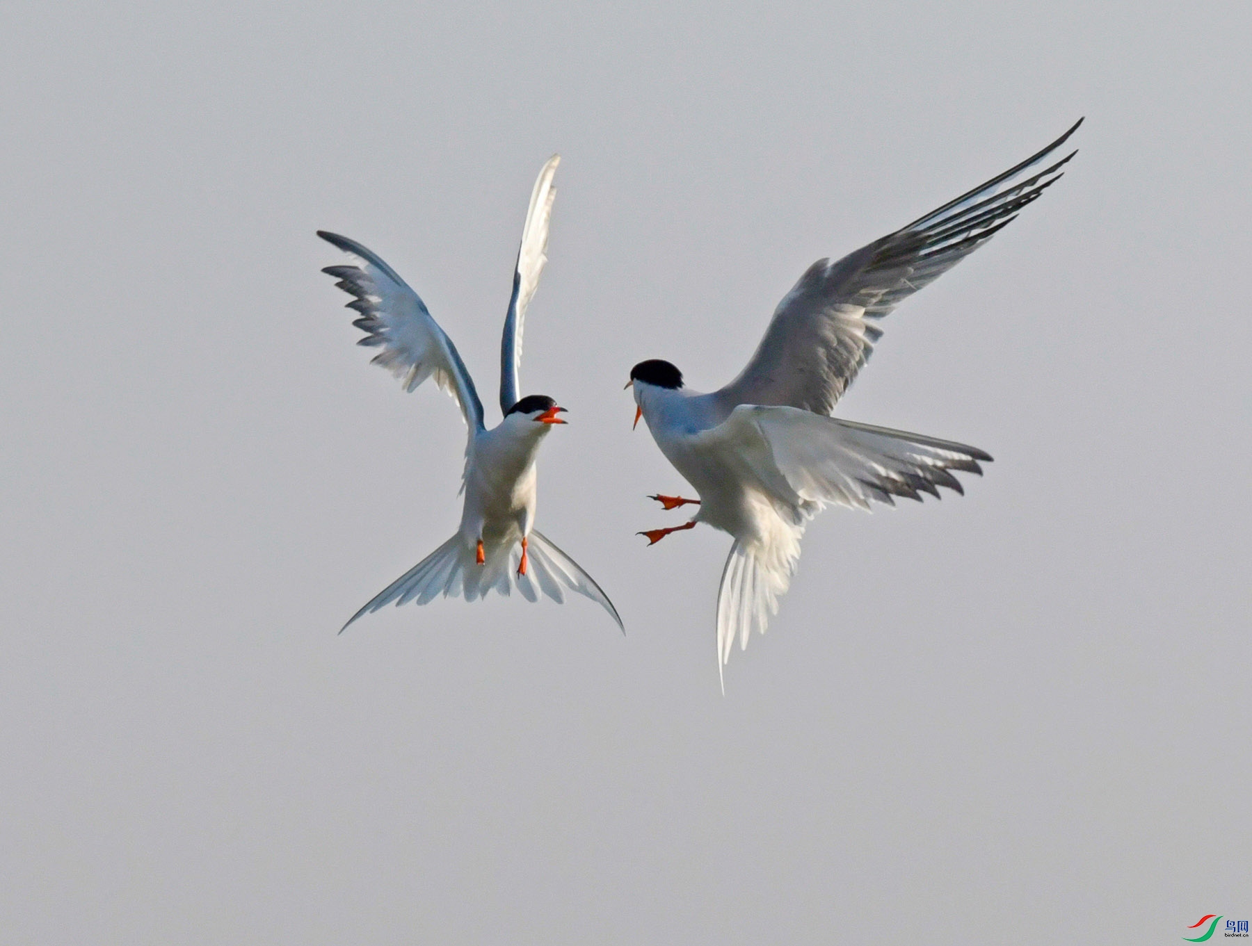 ���� _DSC8491-1 - ����.jpg