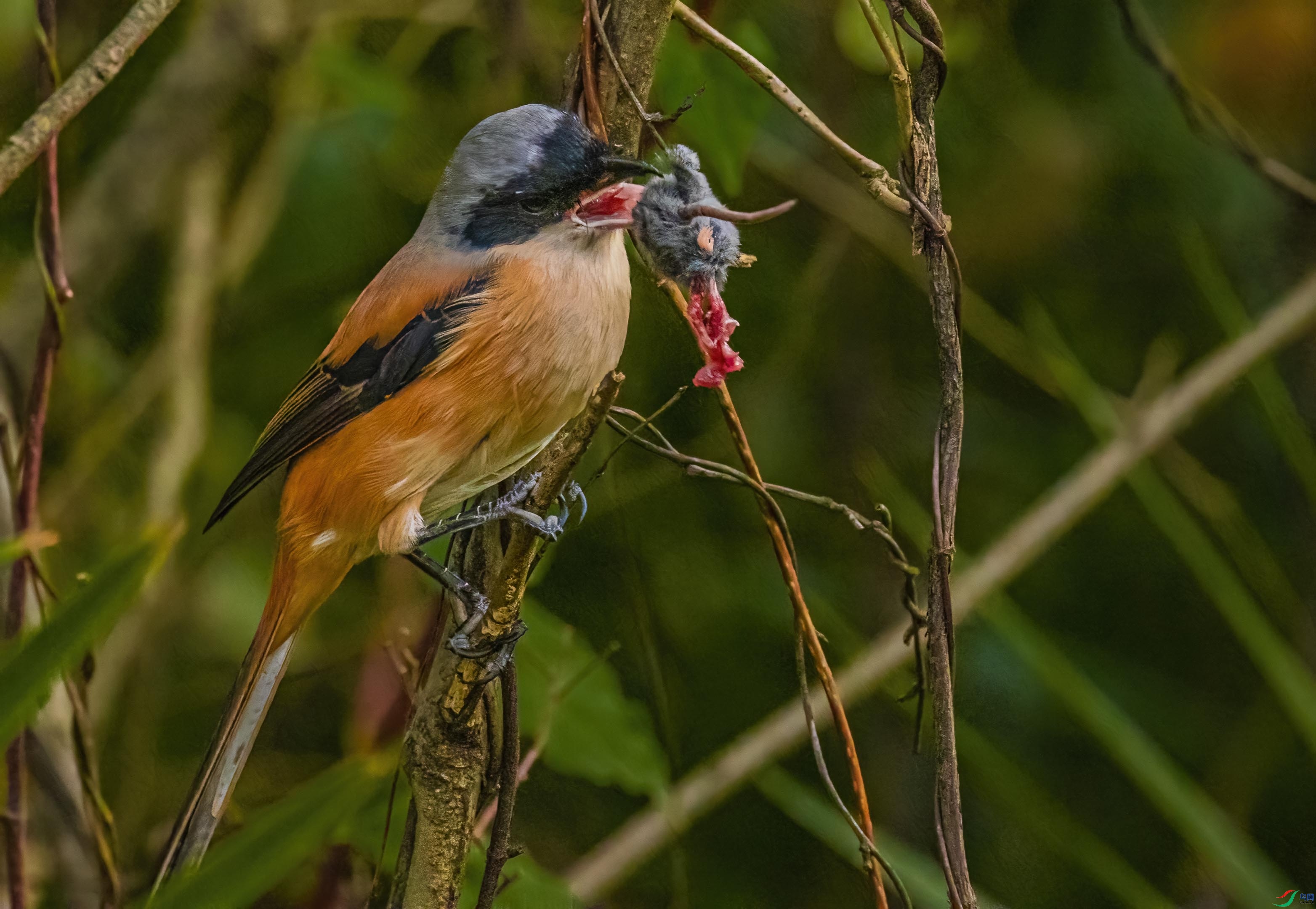 4K3A6026-1-1.jpg