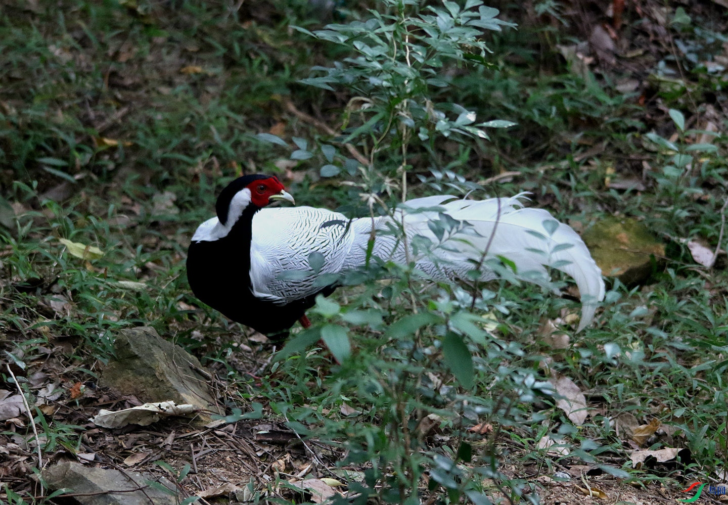 027A1983_����.jpg