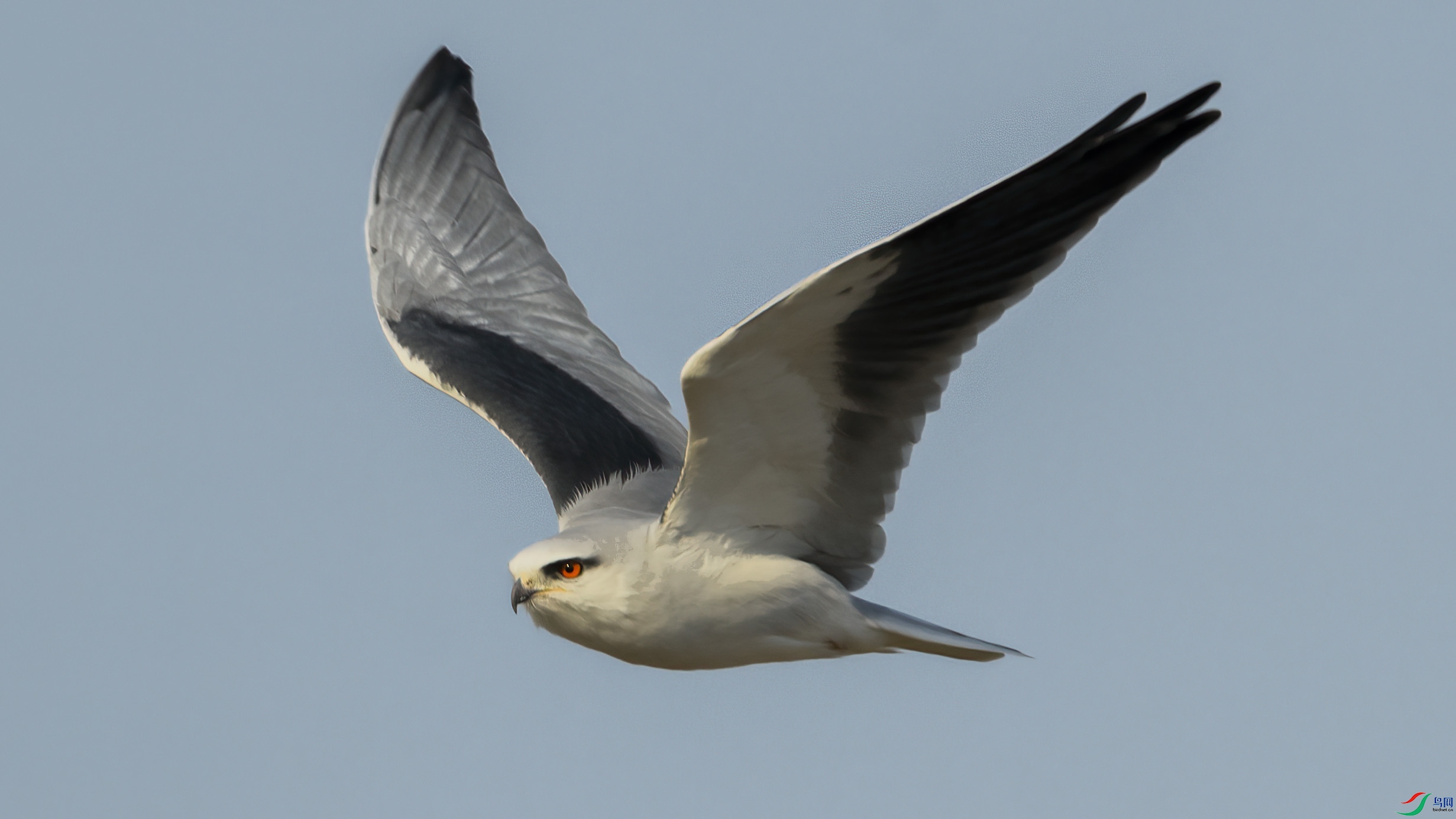 _88W9530 ����.jpg