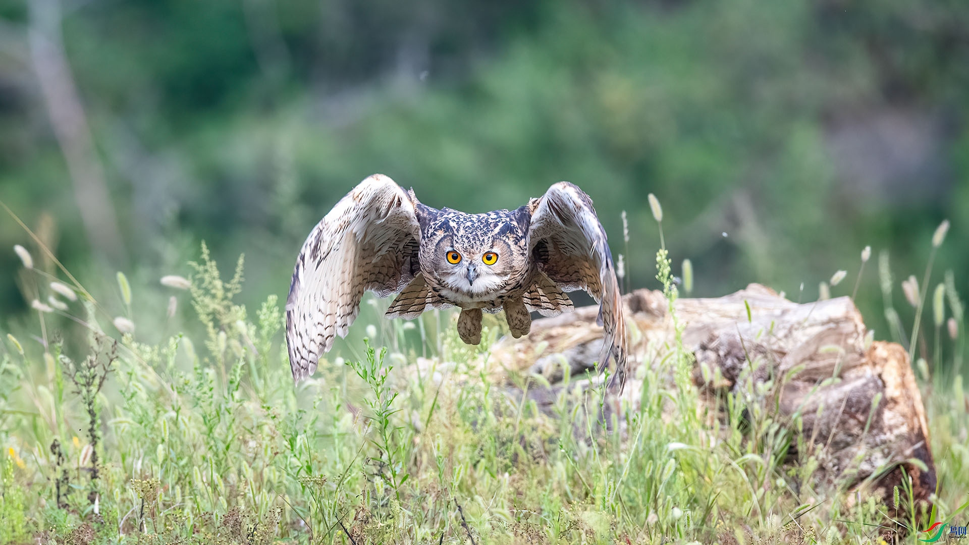 1DX_9099 ���� 2.jpg