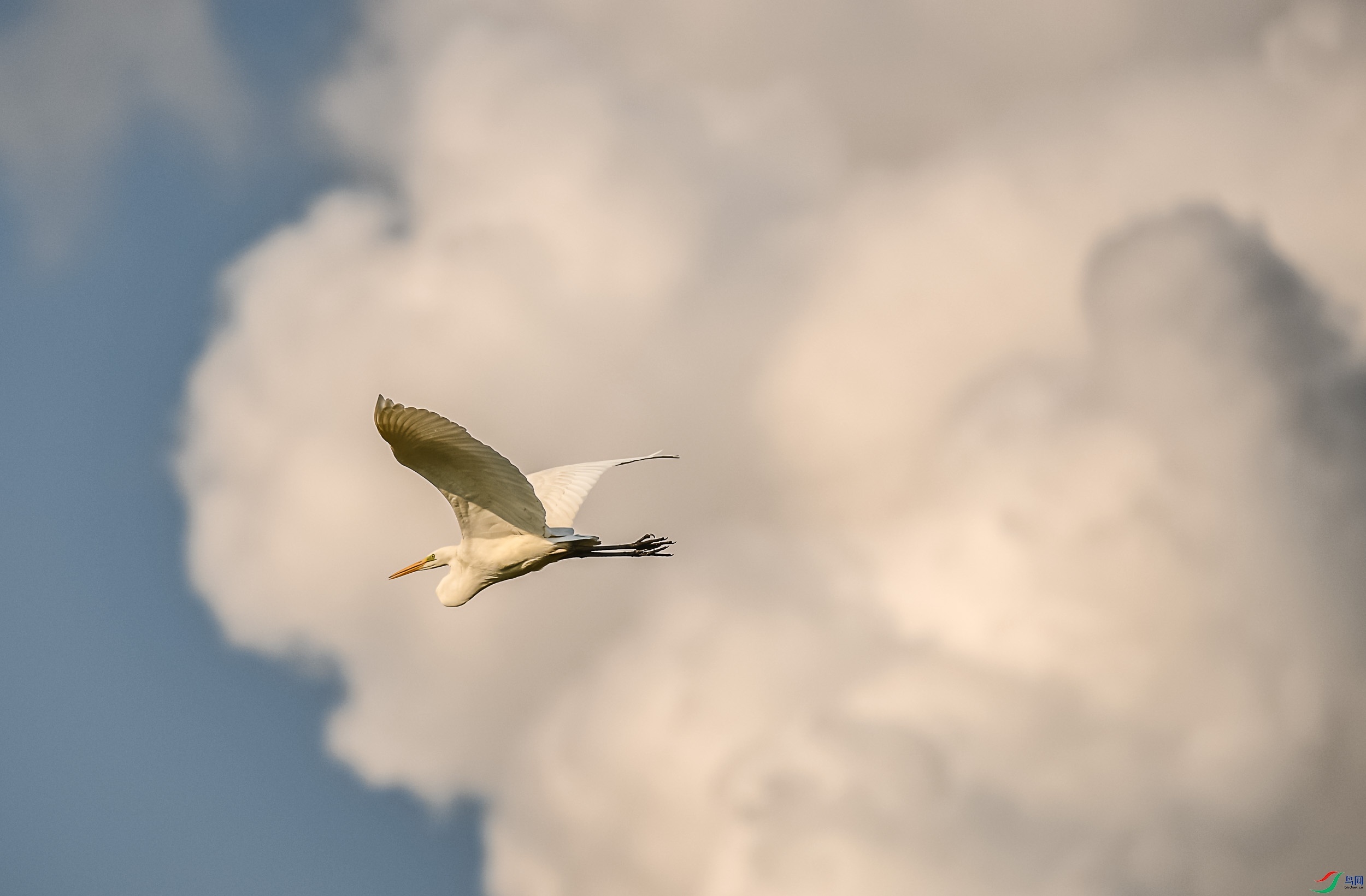 DSC_9602.jpg