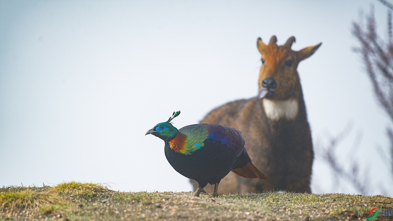 DSC_6501 (2) - ����.jpg