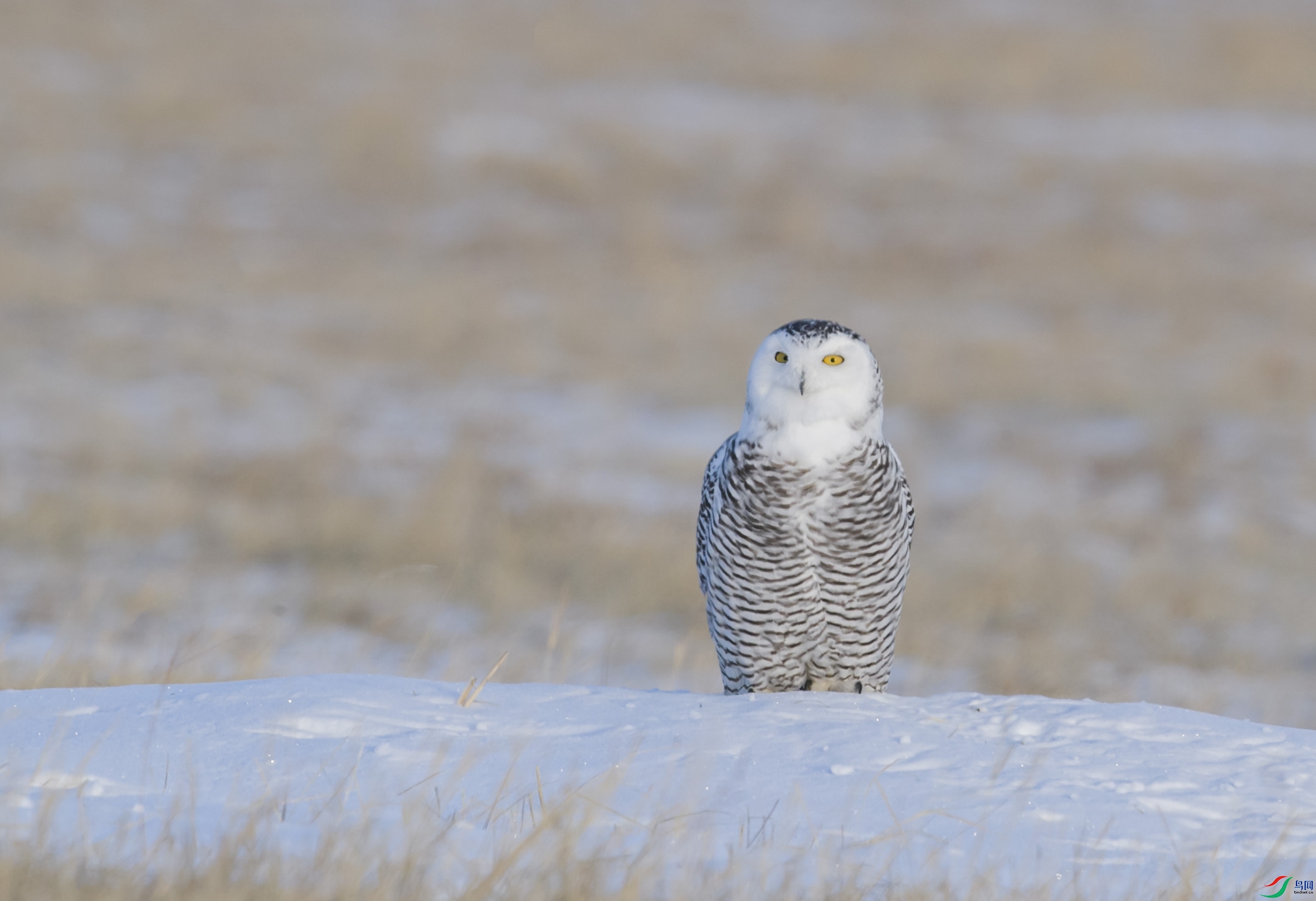 BT1I5324.,jpg (12).jpg