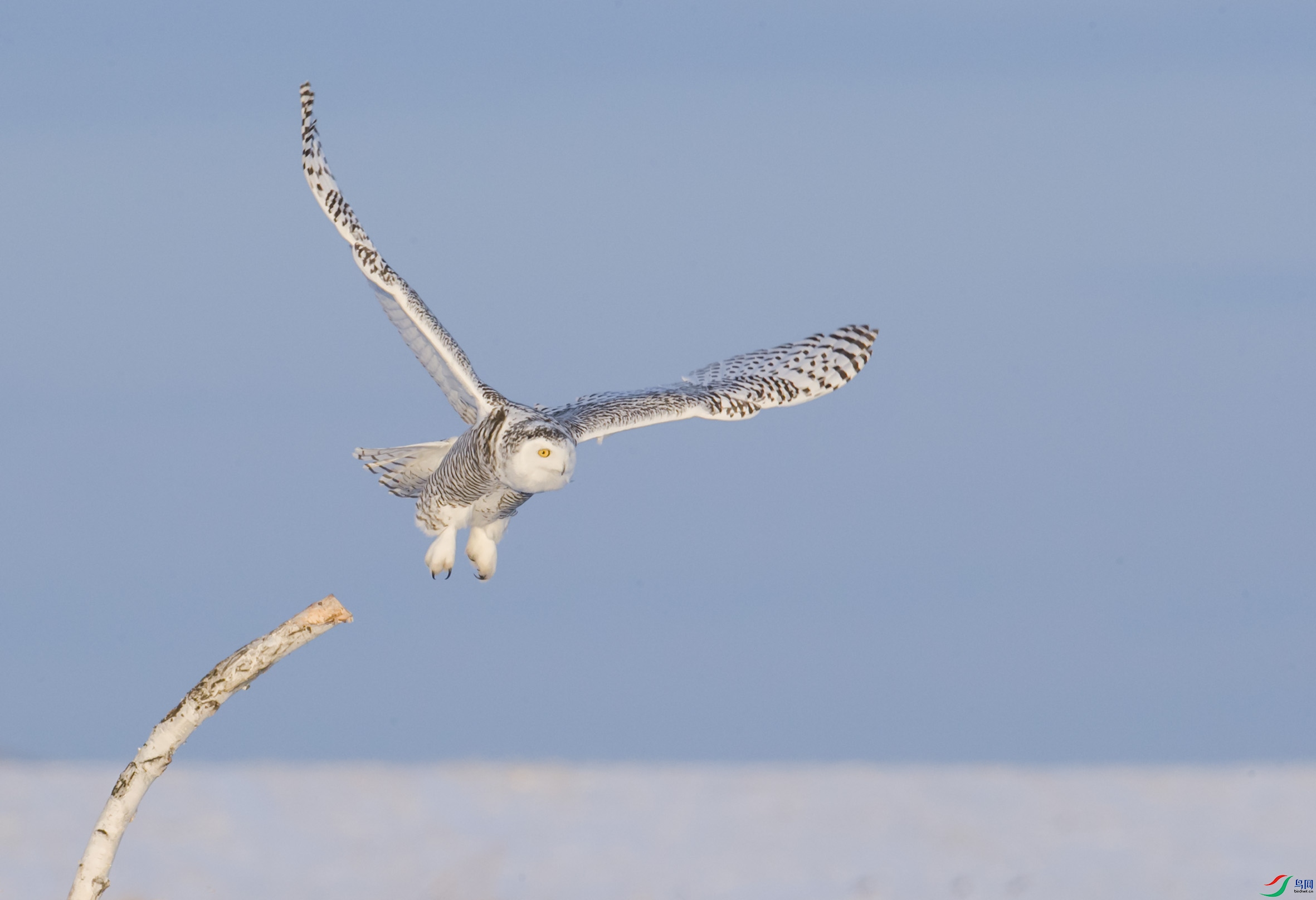 BT1I5324.,jpg (18).jpg