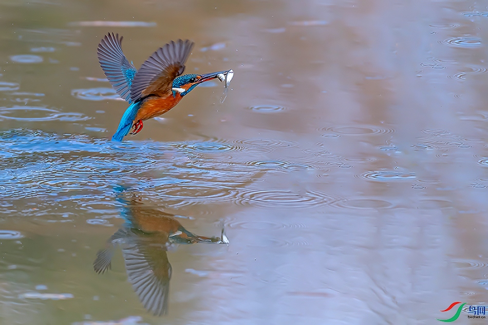 DSC_6047ABC.jpg
