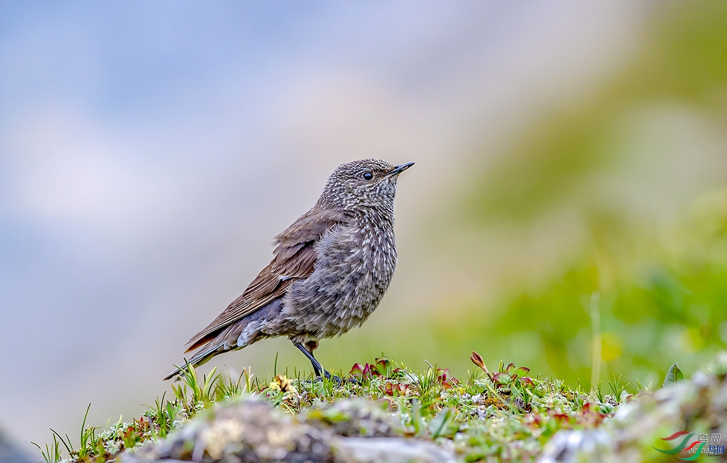 ����  ��ʦ�������Ĵ�ʡ���Ӳ���Ǽ�������� �봨��.jpg