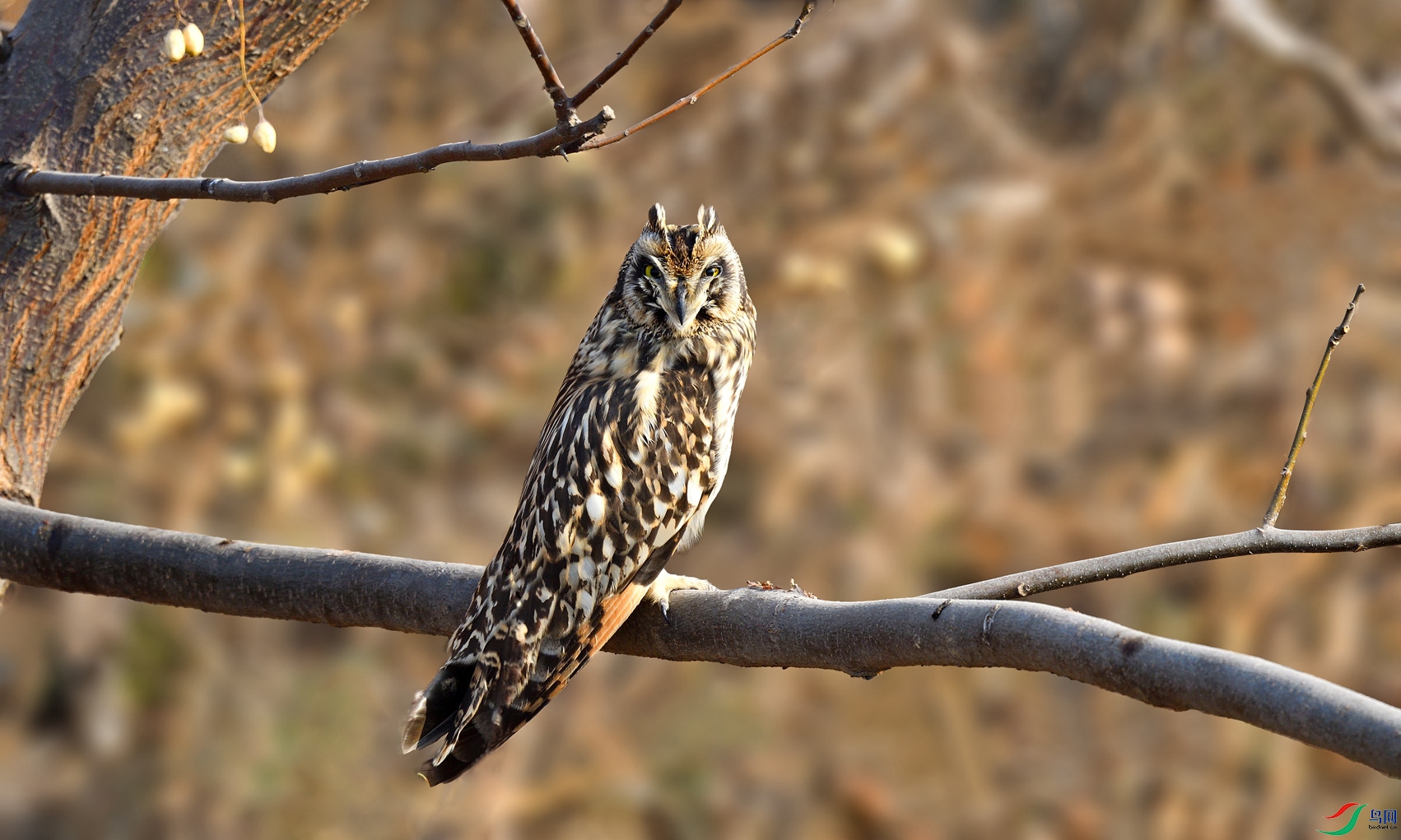 DSC_2057a_����.jpg
