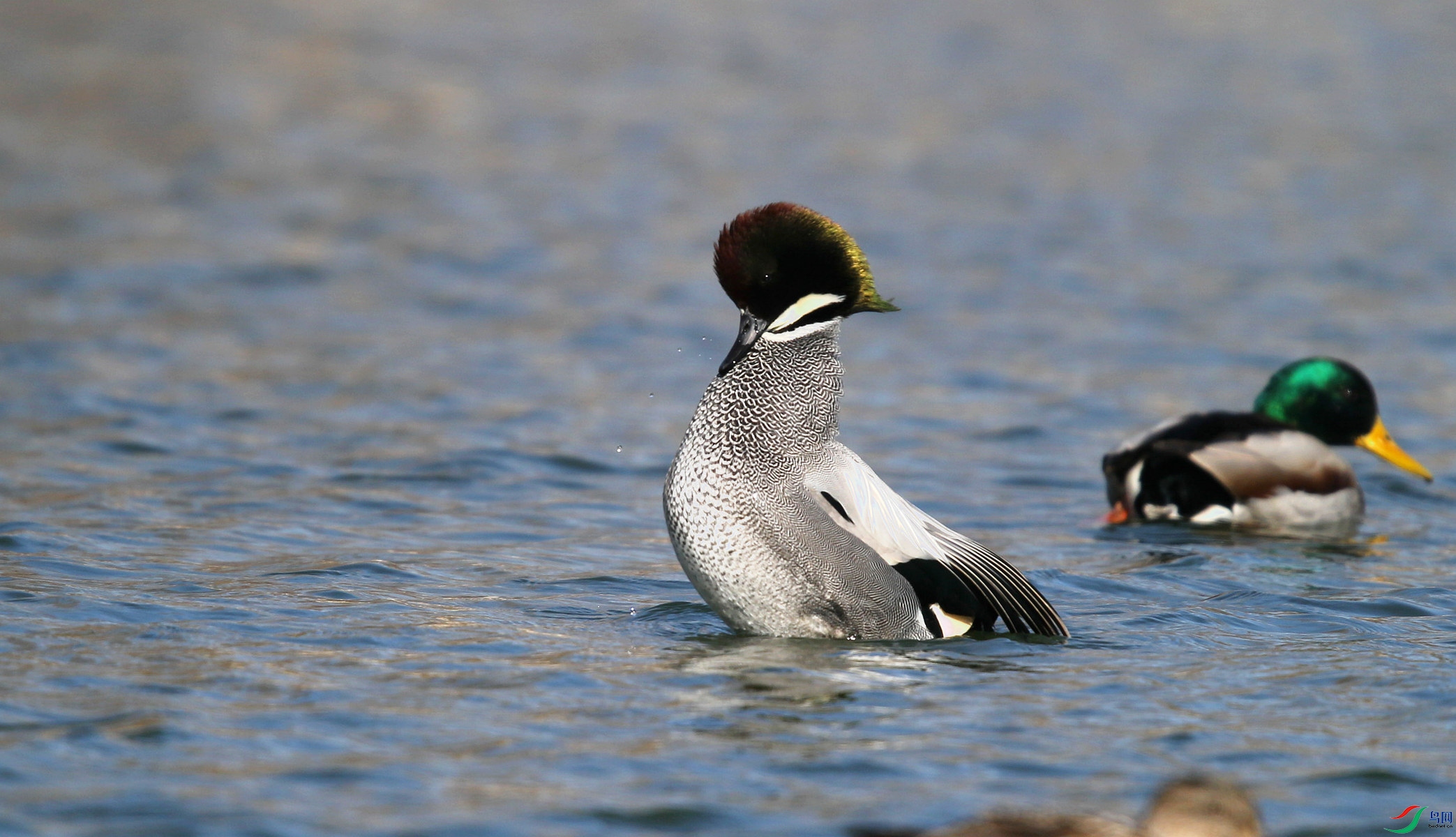 DJ4W1120����Ѽ.jpg