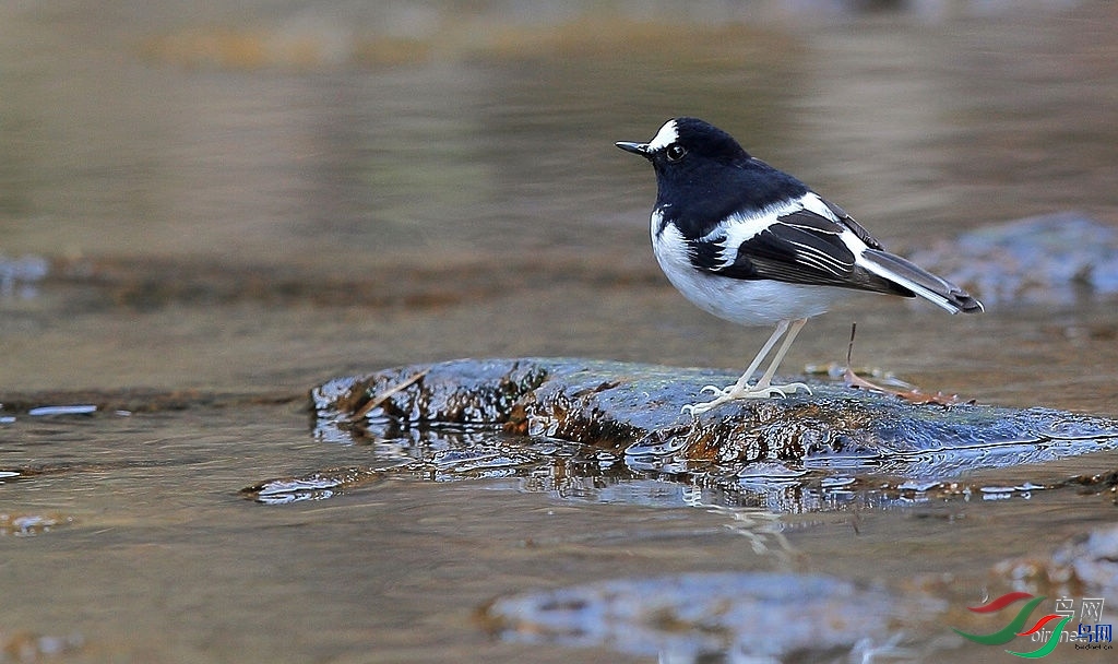 �㵴ɽ  ��ʦ�������㽭ʡ������������.jpg