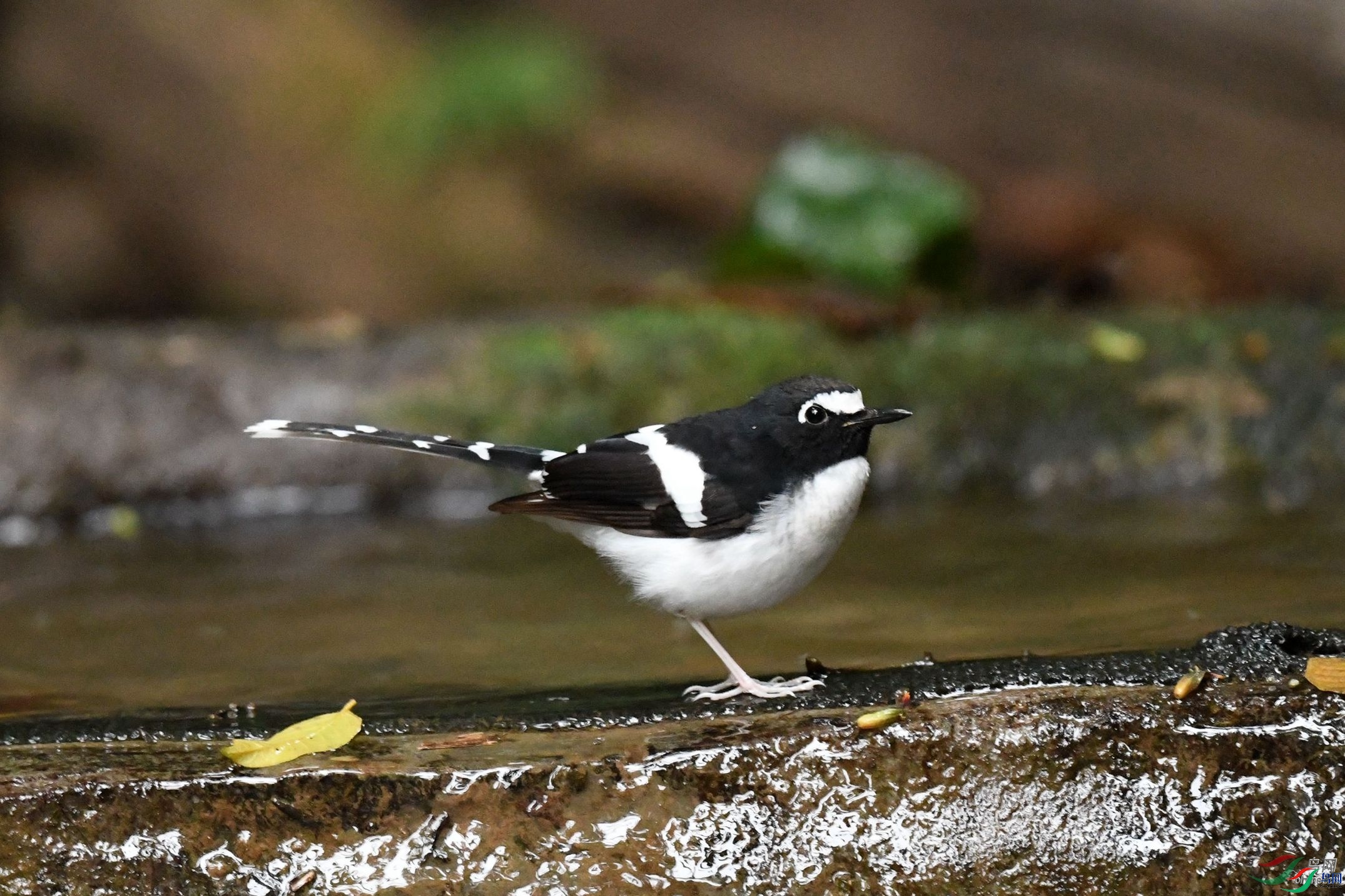 ��������  ��ʦ����������ʡ�º���徰���������� ӯ����.jpg