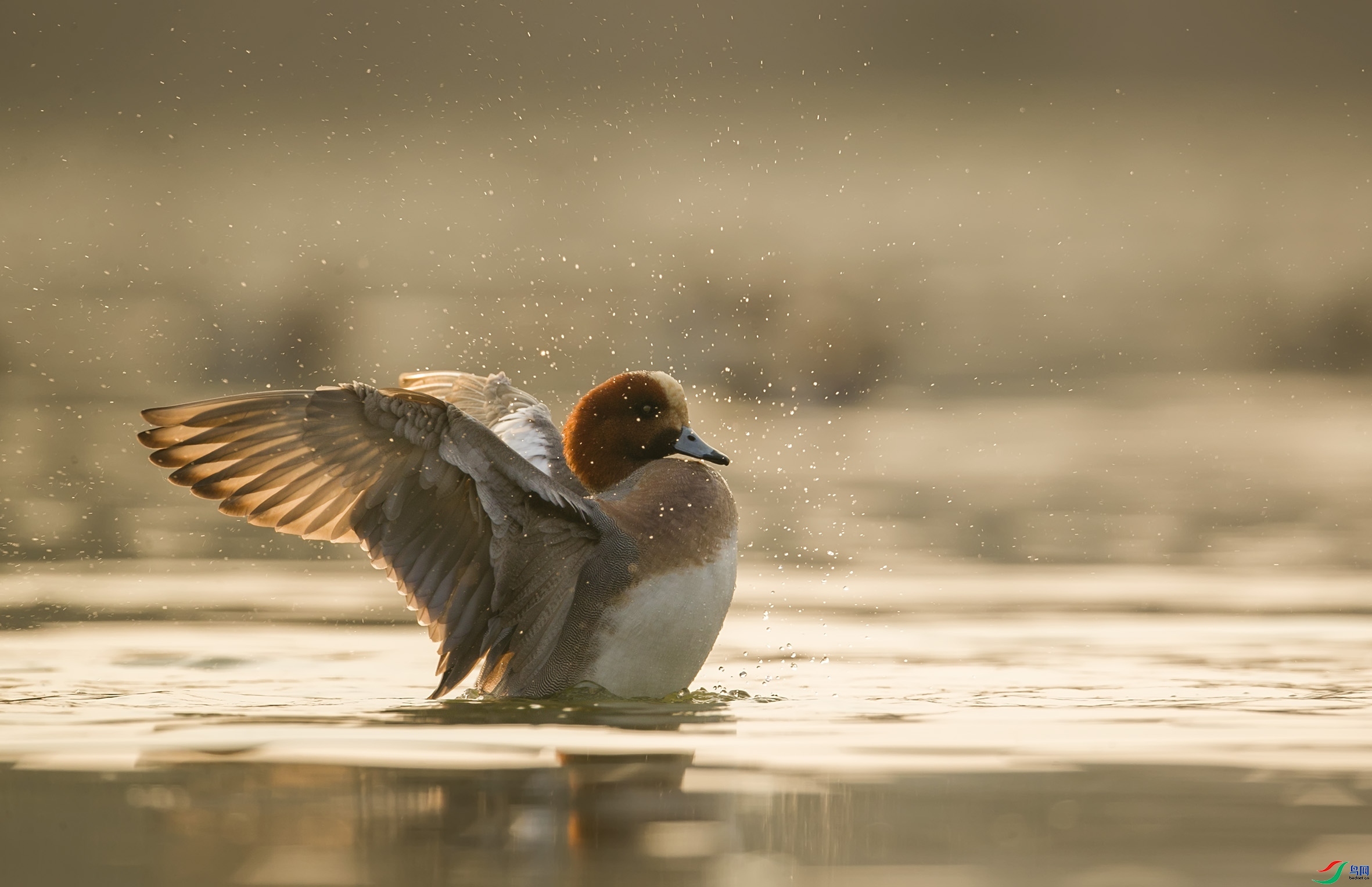 BT1I7006-. (5) - ����.jpg