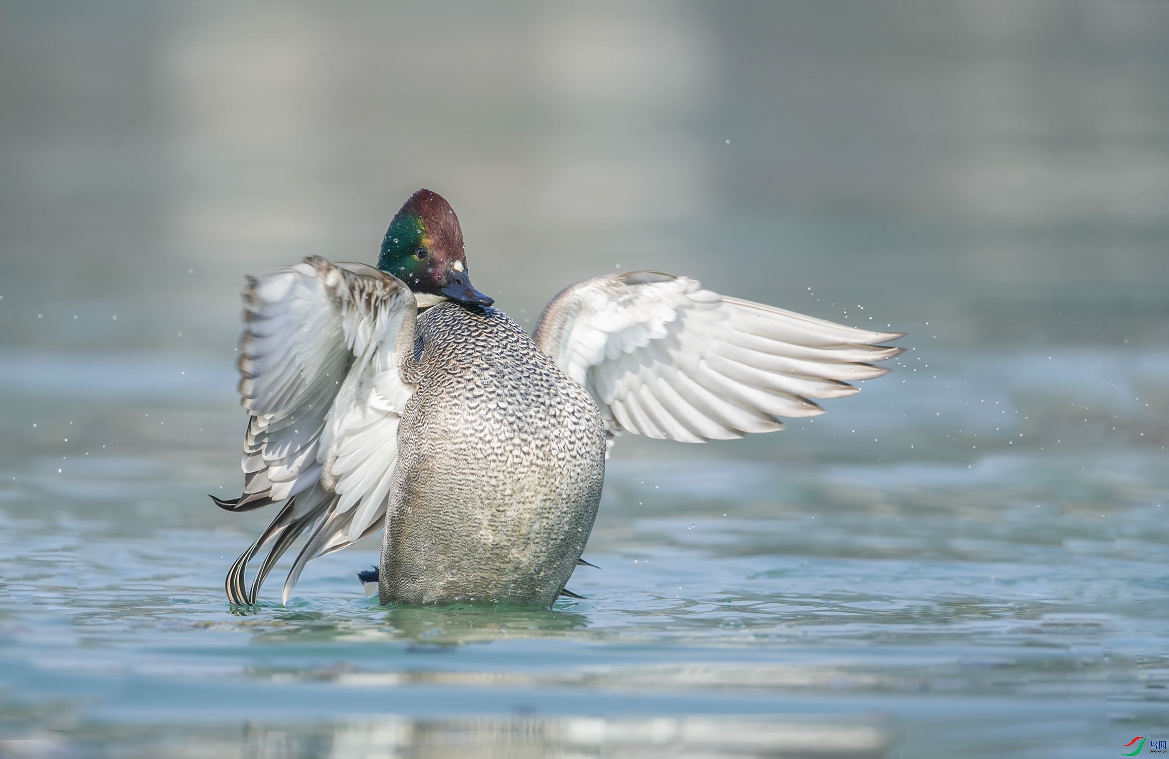 BT1I9072- - ����.jpg