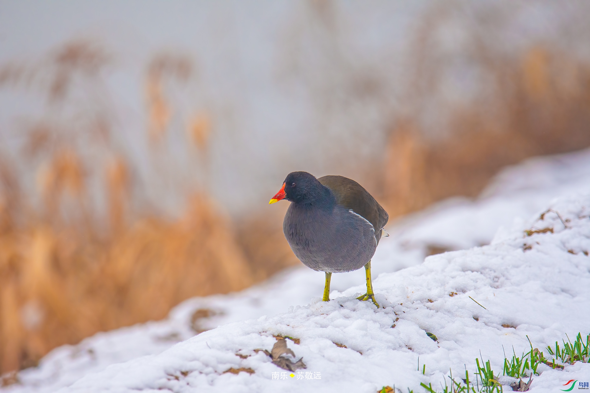 _DSC3716С.jpg