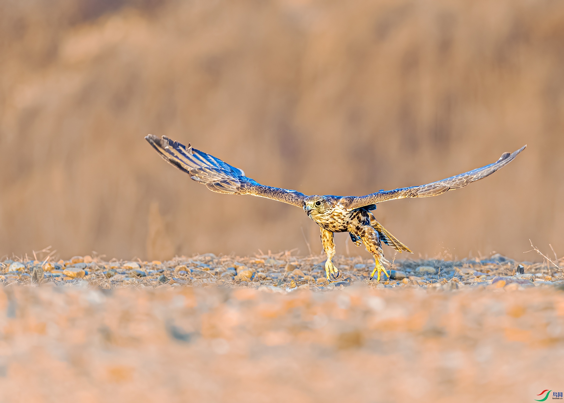 _DSC7331-1.jpg