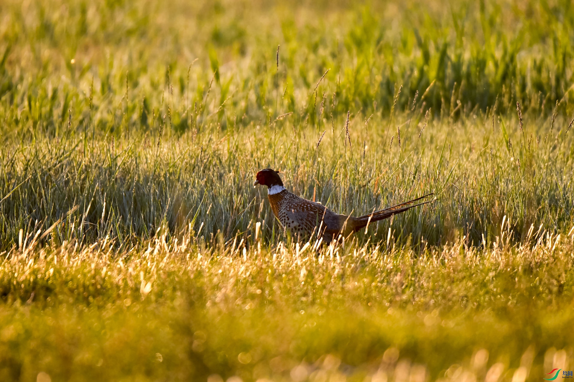 ��ɫ����