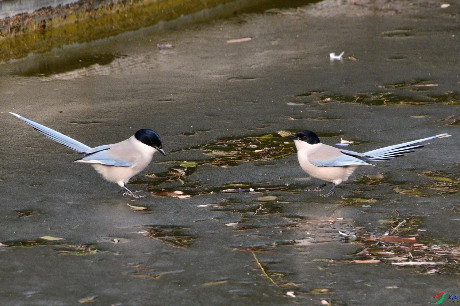 DSC_2382.JPG