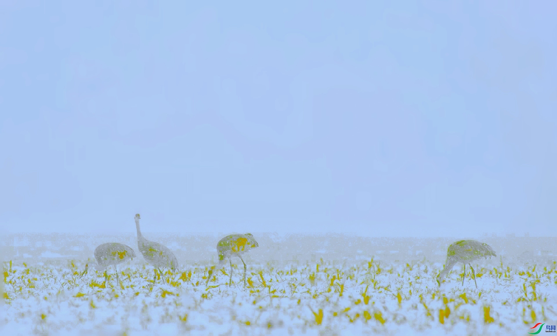 DSC_0868_����.jpg
