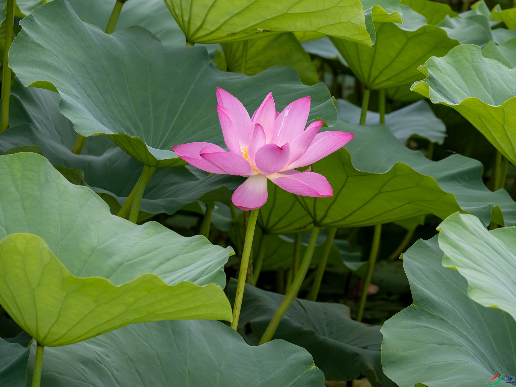 ���պ���