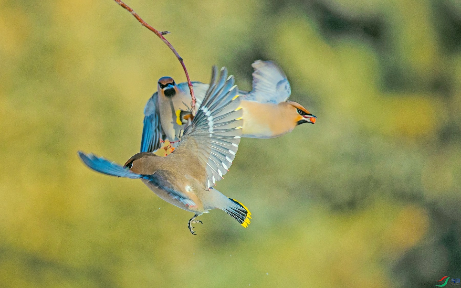 ��Ϊʳ�� 5.jpg