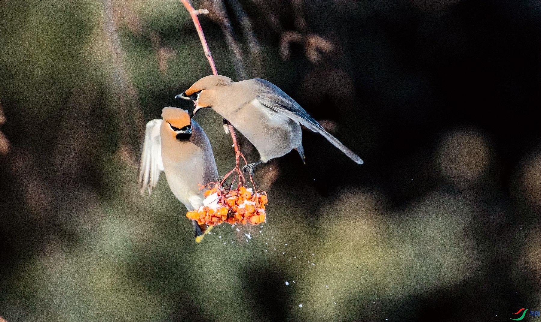 ��Ϊʳ�� 2.jpg