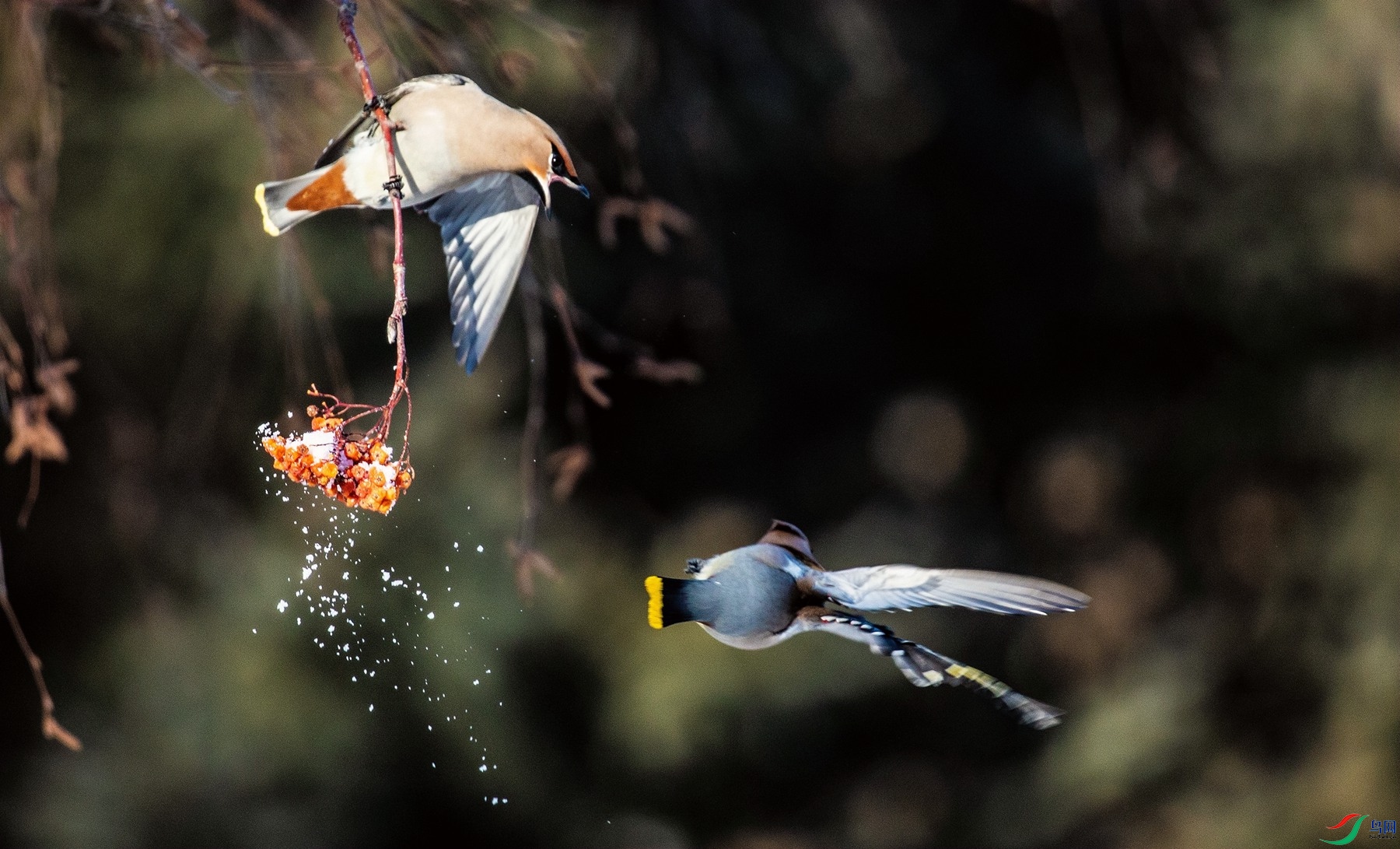 ��Ϊʳ�� 3.jpg