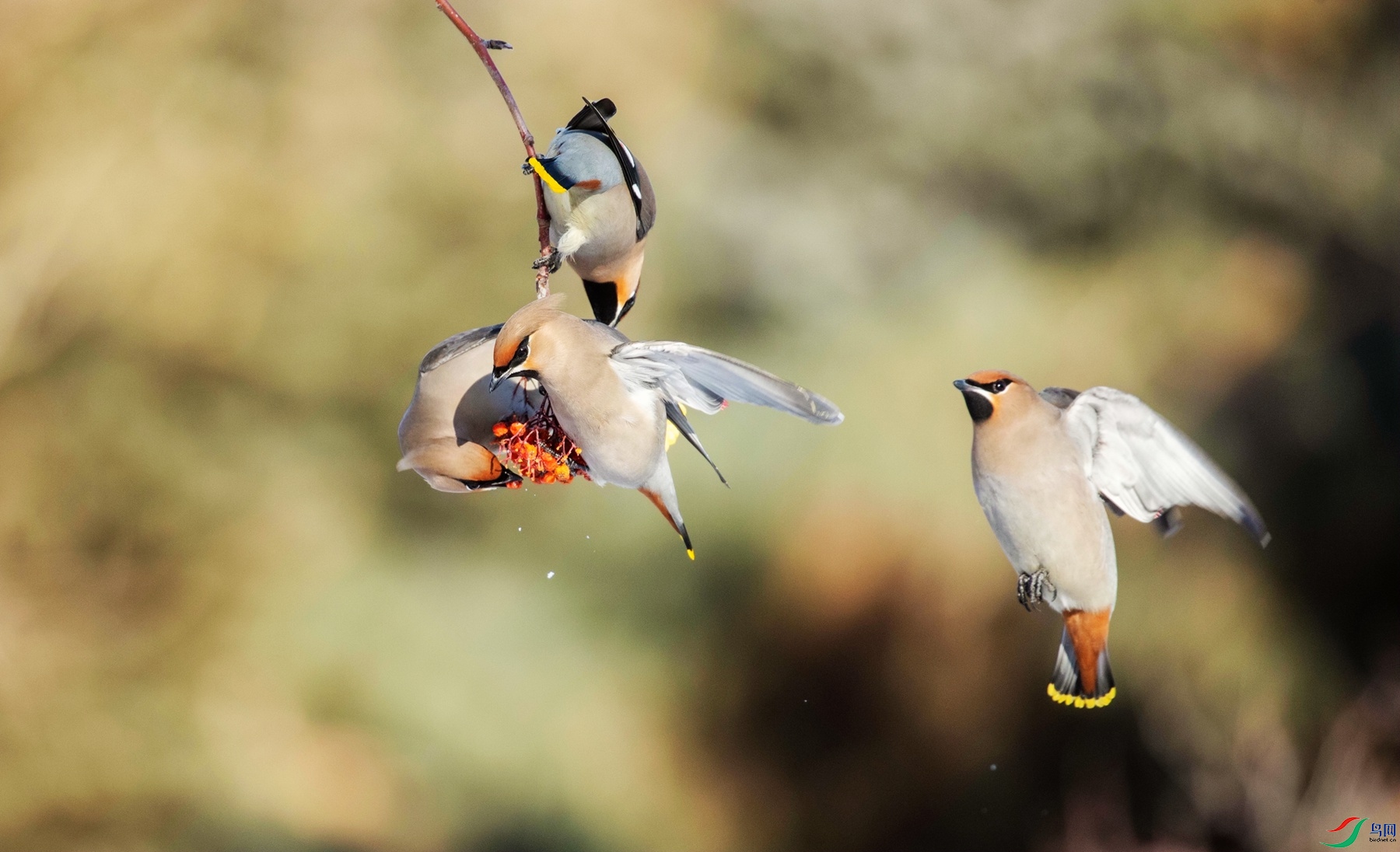 ��Ϊʳ�� 1.jpg