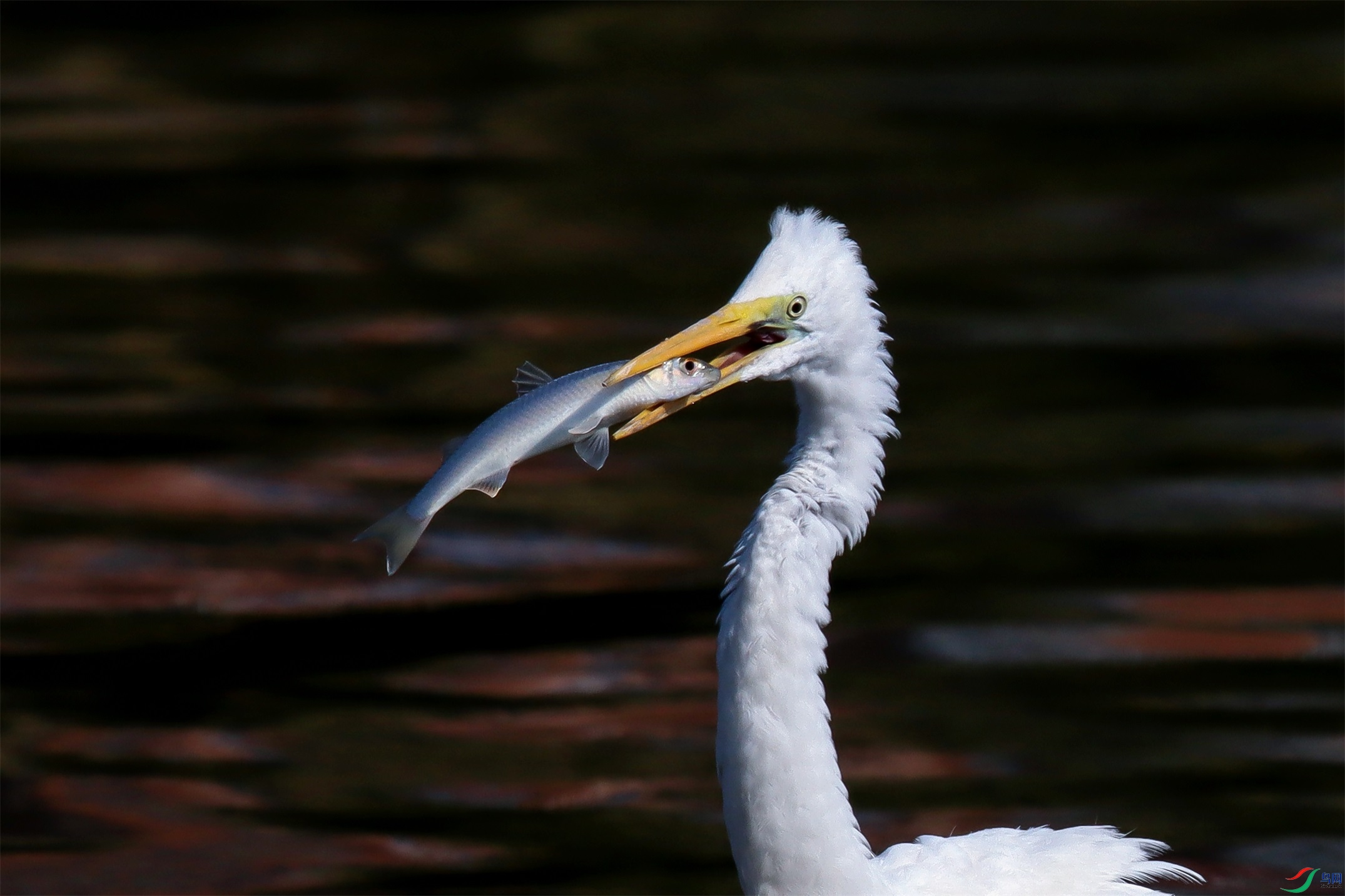 IMG_793811.jpg
