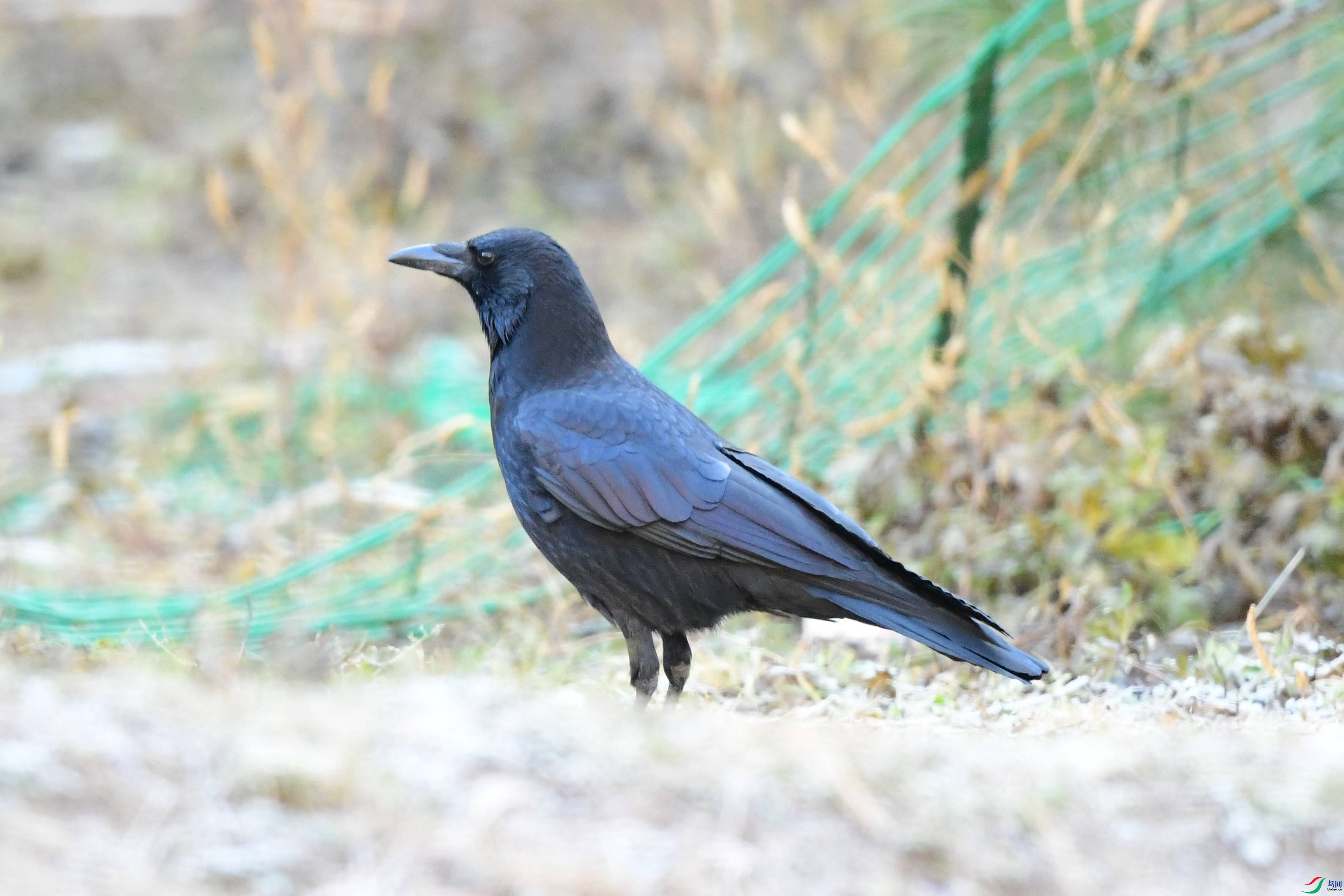 DSC_6308_���㶫.jpg