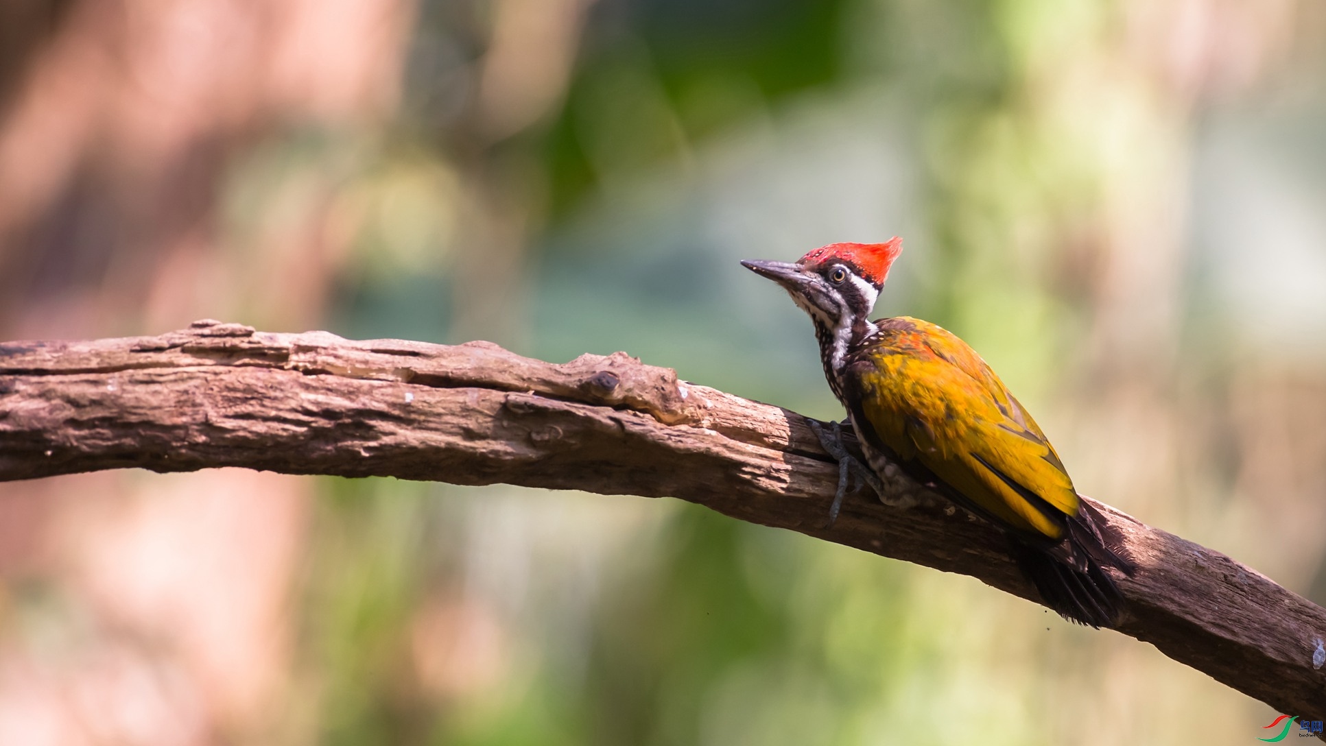 �����ľ��