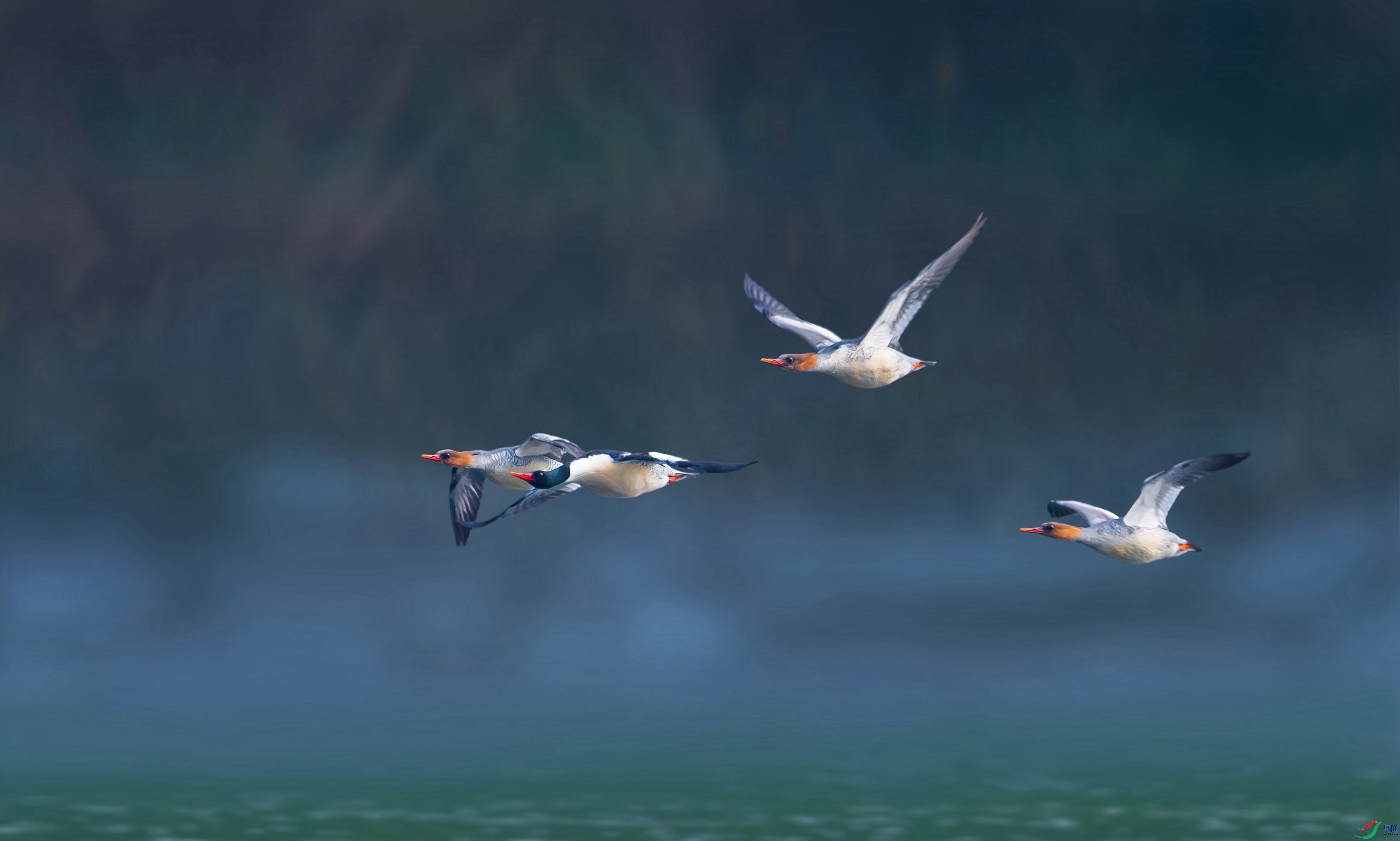 B74I4163-���� .jpg