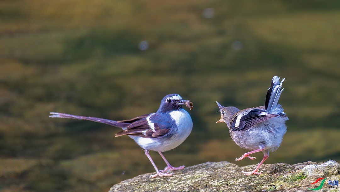 ������ѩ  ��ʦ�����ڸ���ʡ������������.jpg