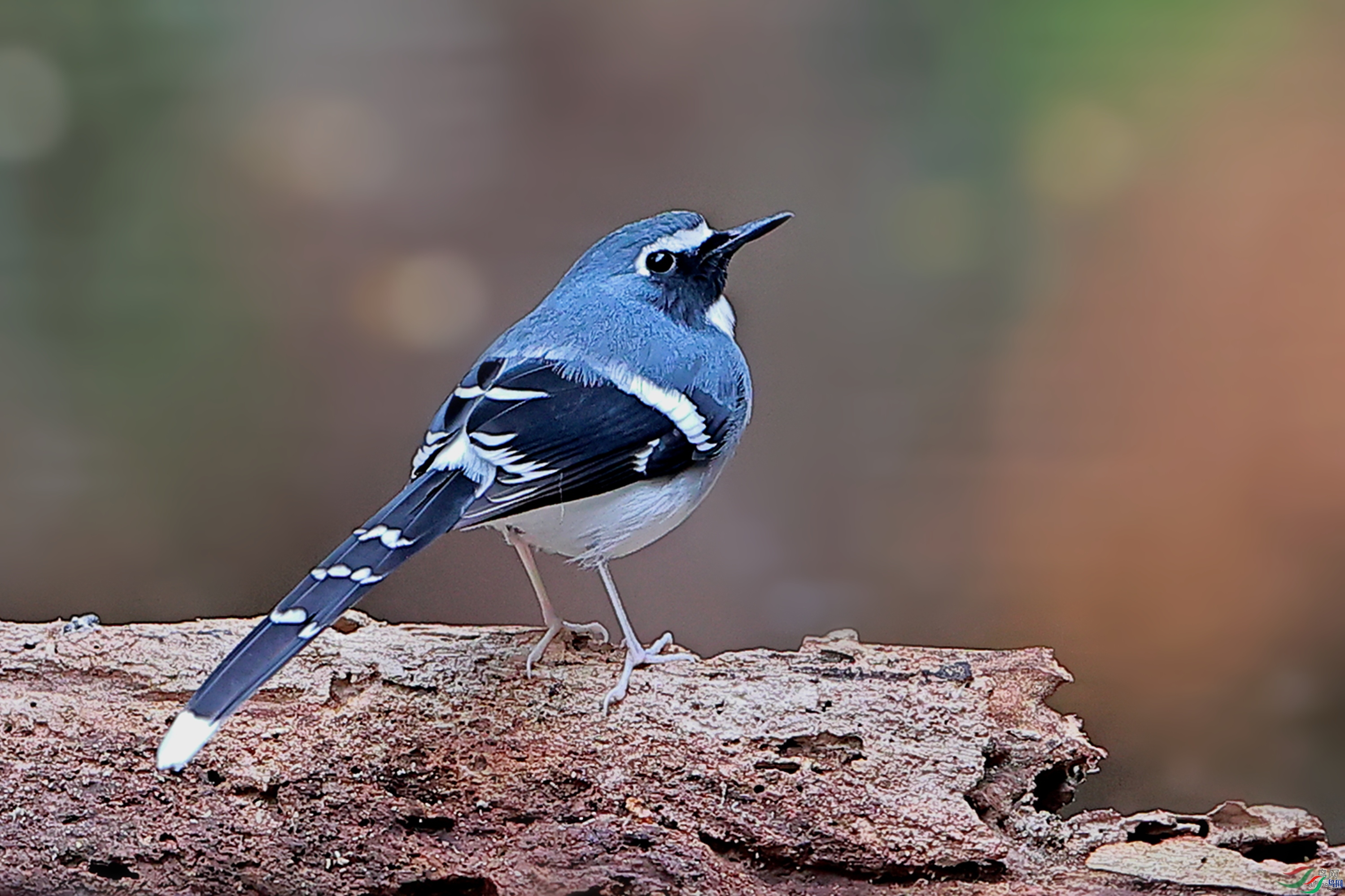 �½�����ӥ  ��ʦ�����ڹ㶫ʡ�ع�����Դ����������.jpg