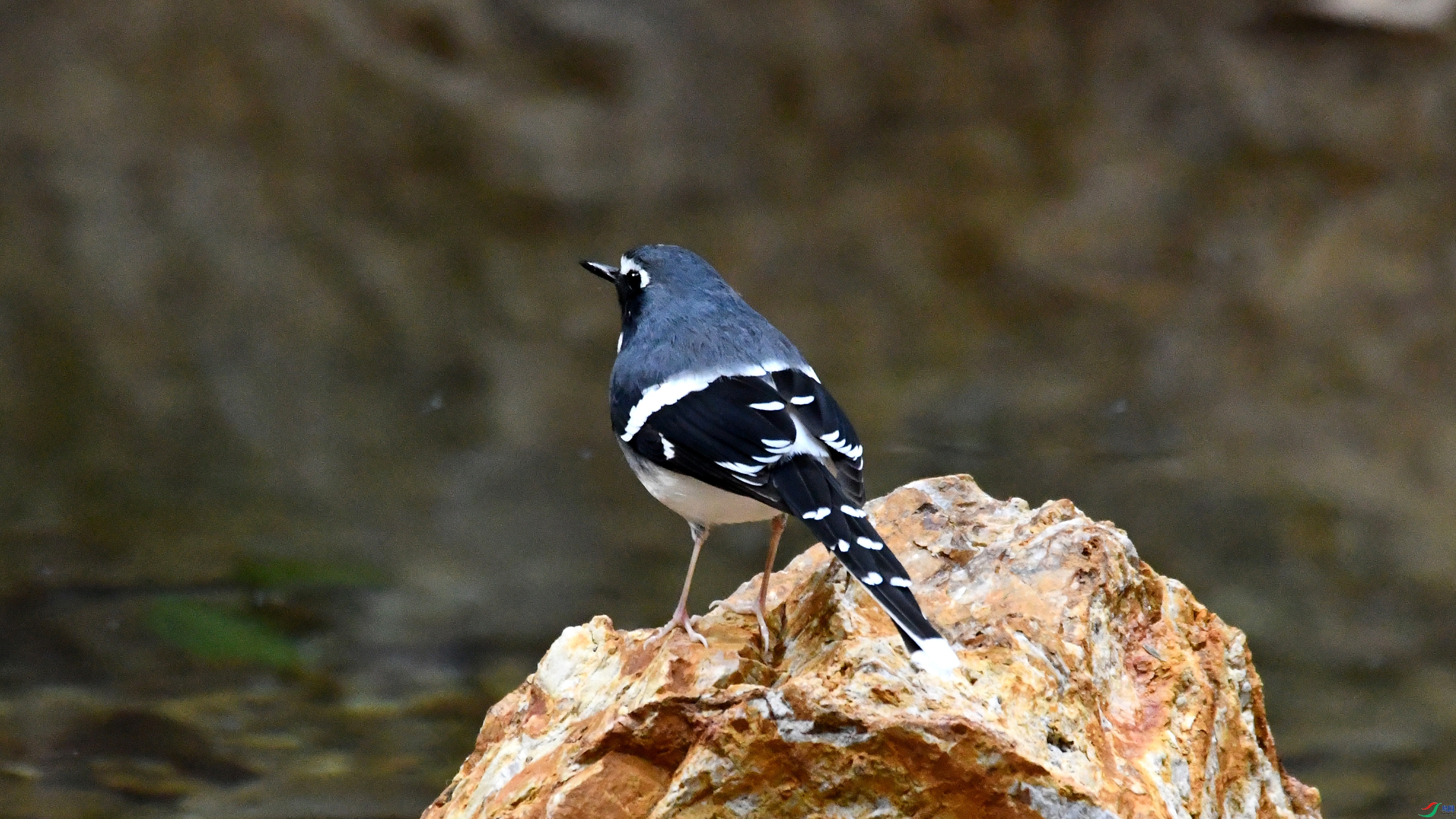 �Ǹ�  ��ʦ�����ڹ㶫ʡ��Զ��.jpg