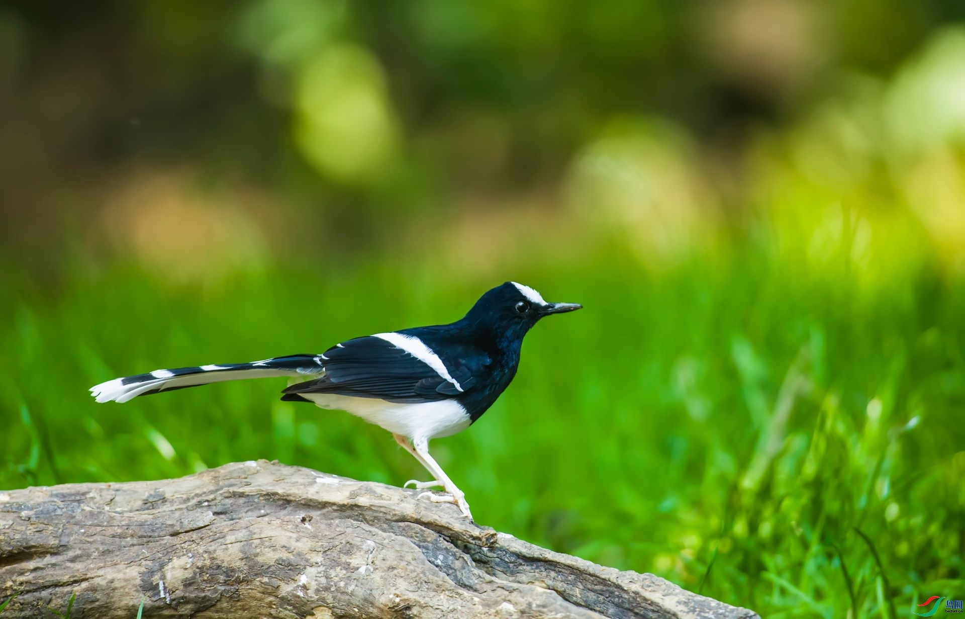 ����Ƭ  ��ʦ����������ʡ��ɽ��.jpg