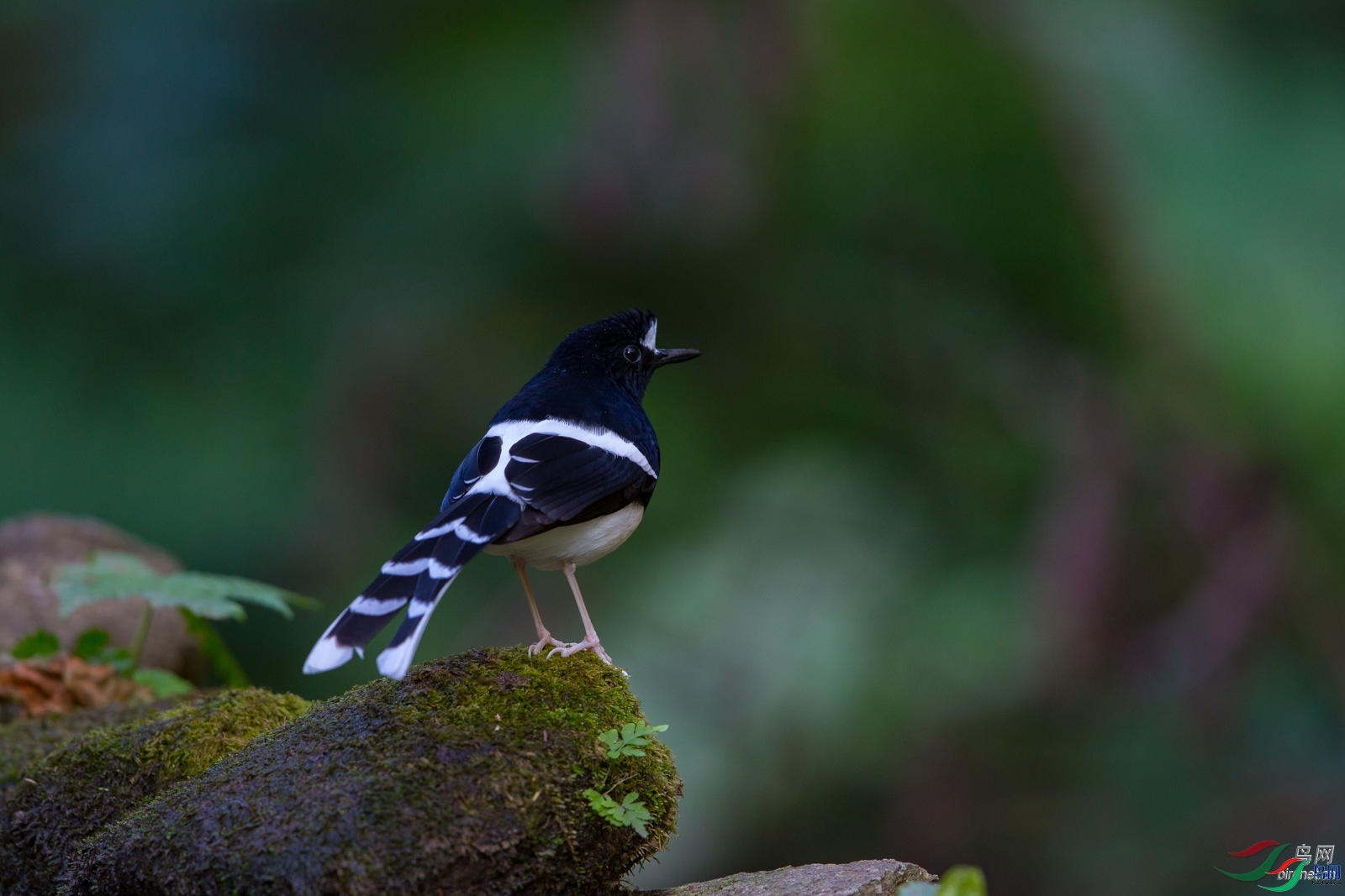 ˼��  ��ʦ����.jpg