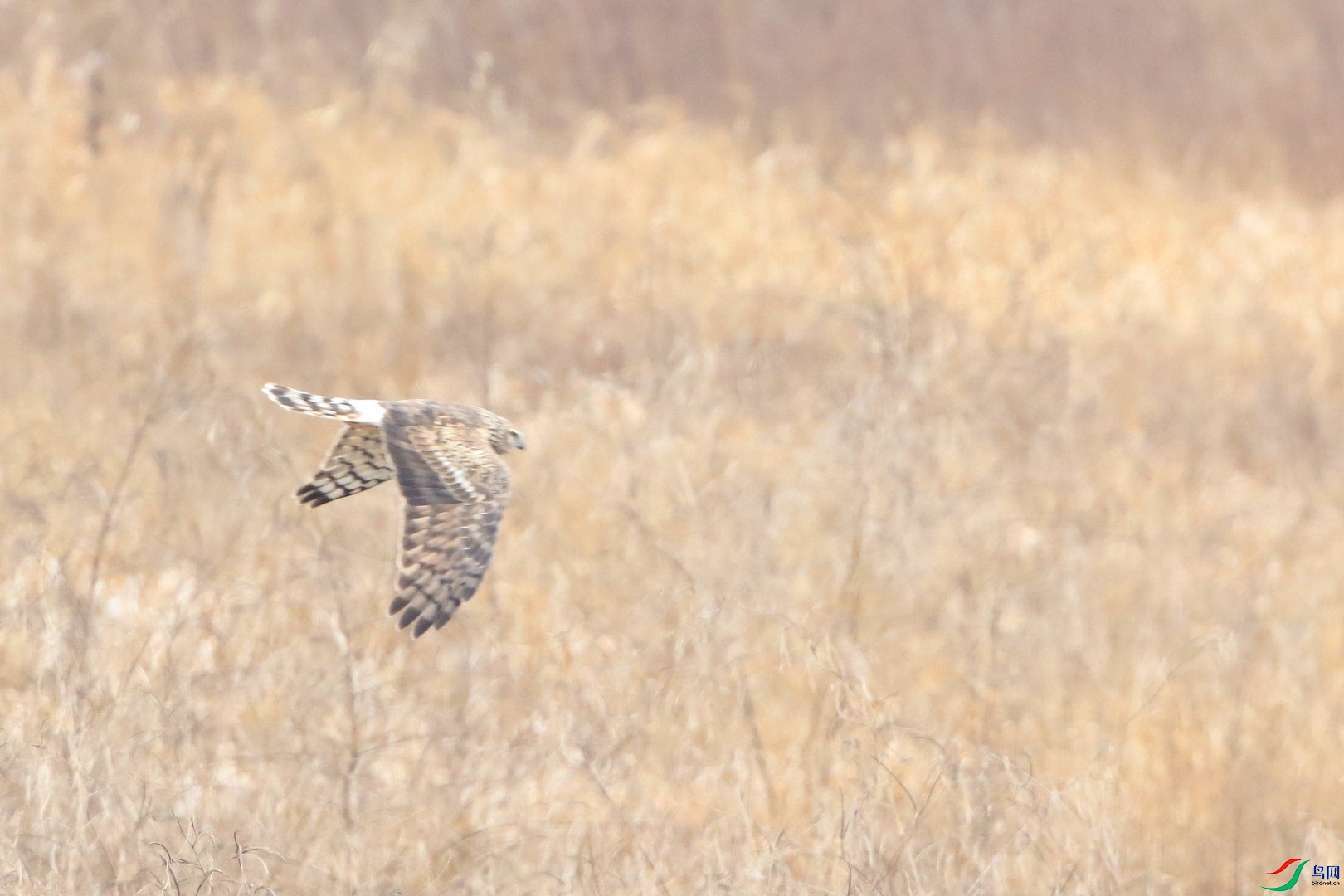 ʲô���� 0F4A9662.jpg