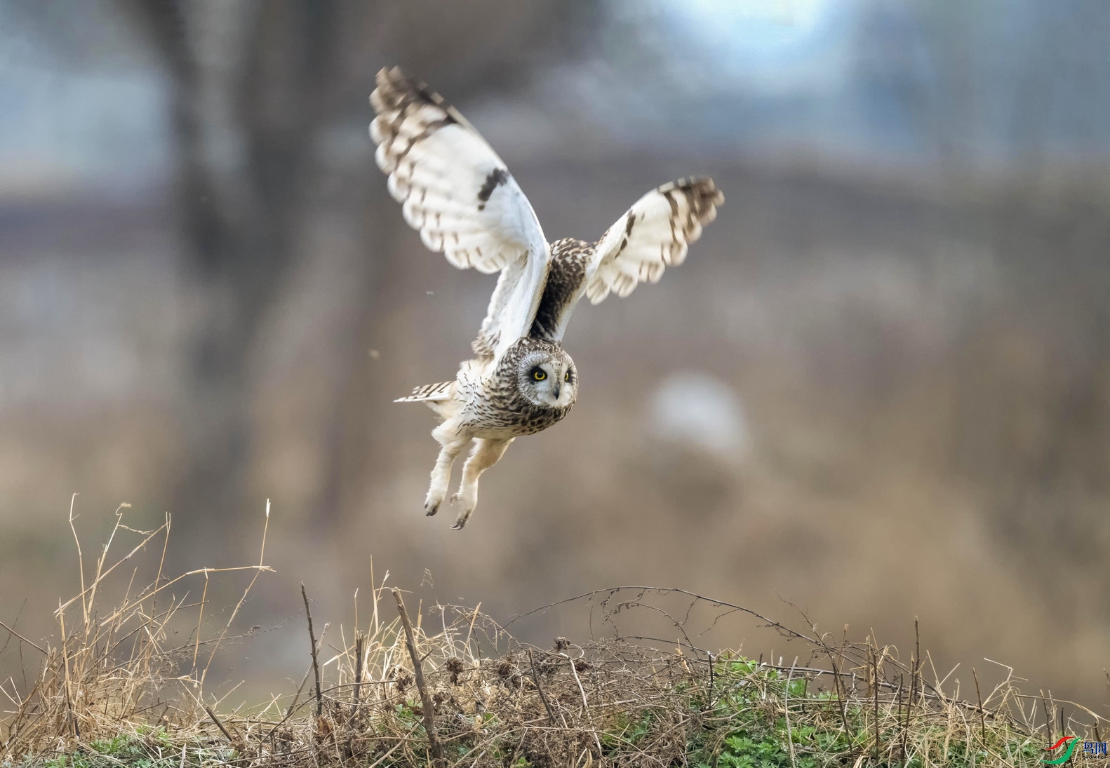 DSC_1137 ����F01.jpg