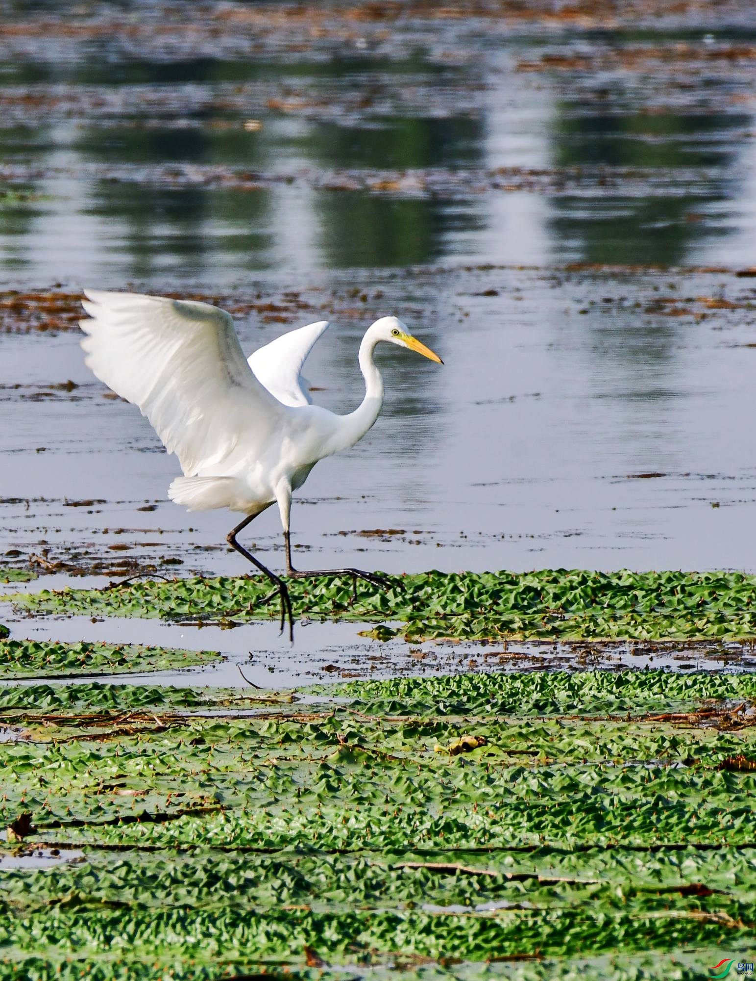 DSC_0174---_conew1.jpg