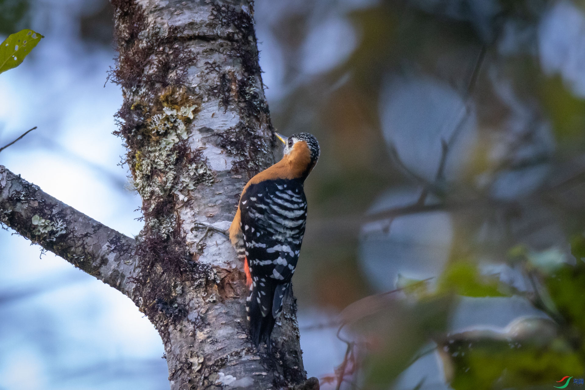 �ظ���ľ��