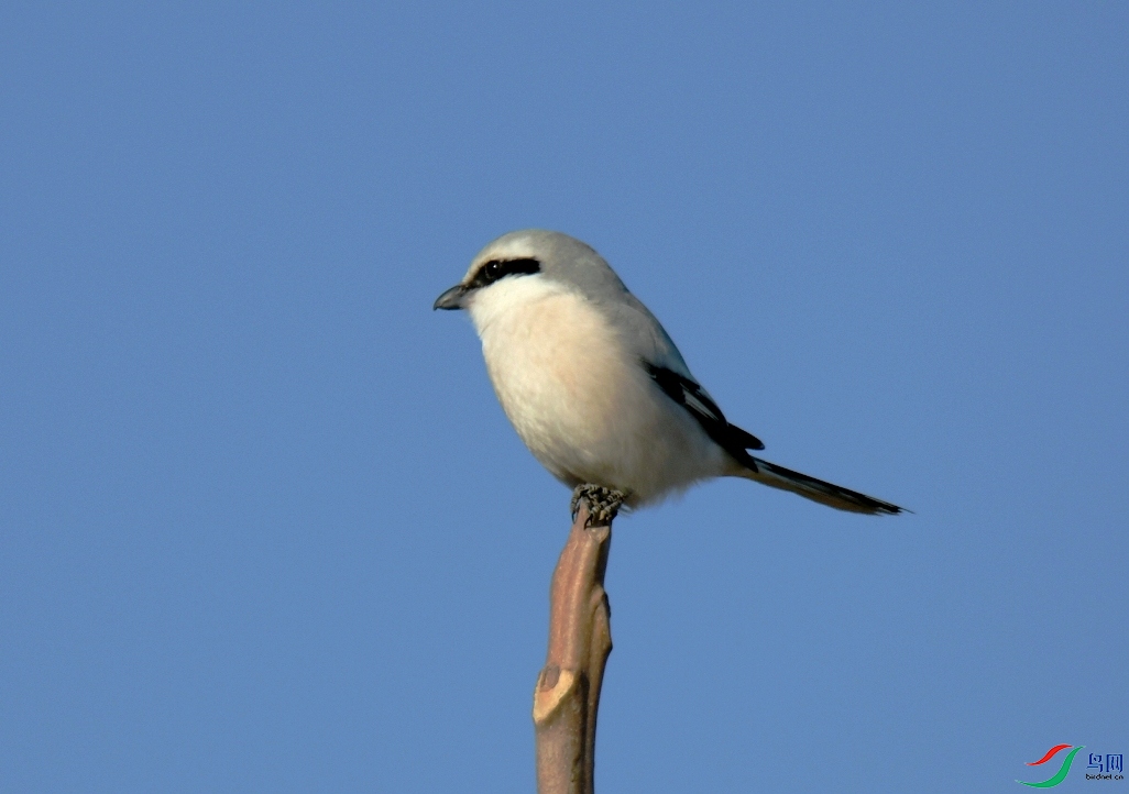 MYG_7398.JPG