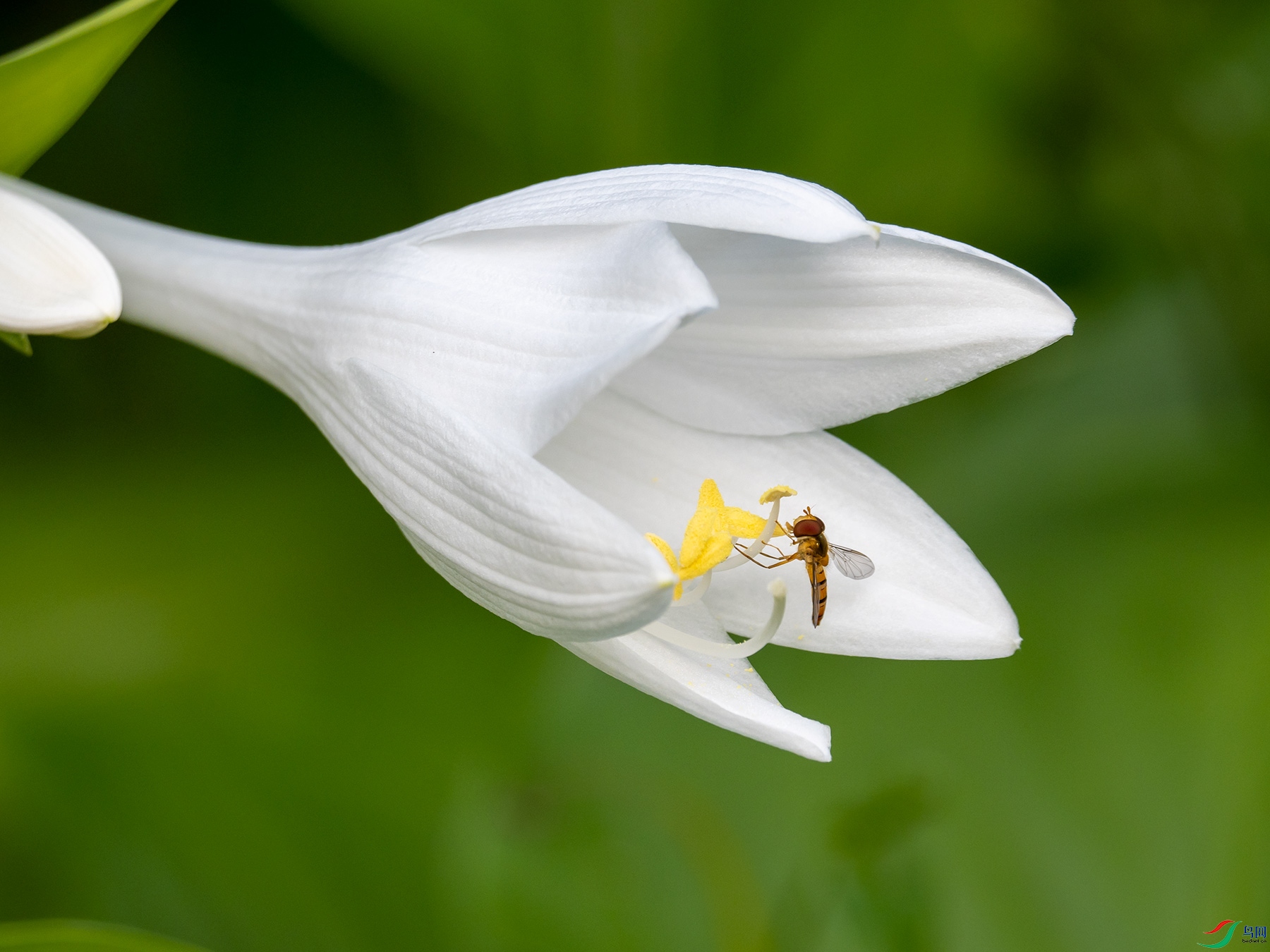 ������ʳ��Ӭ