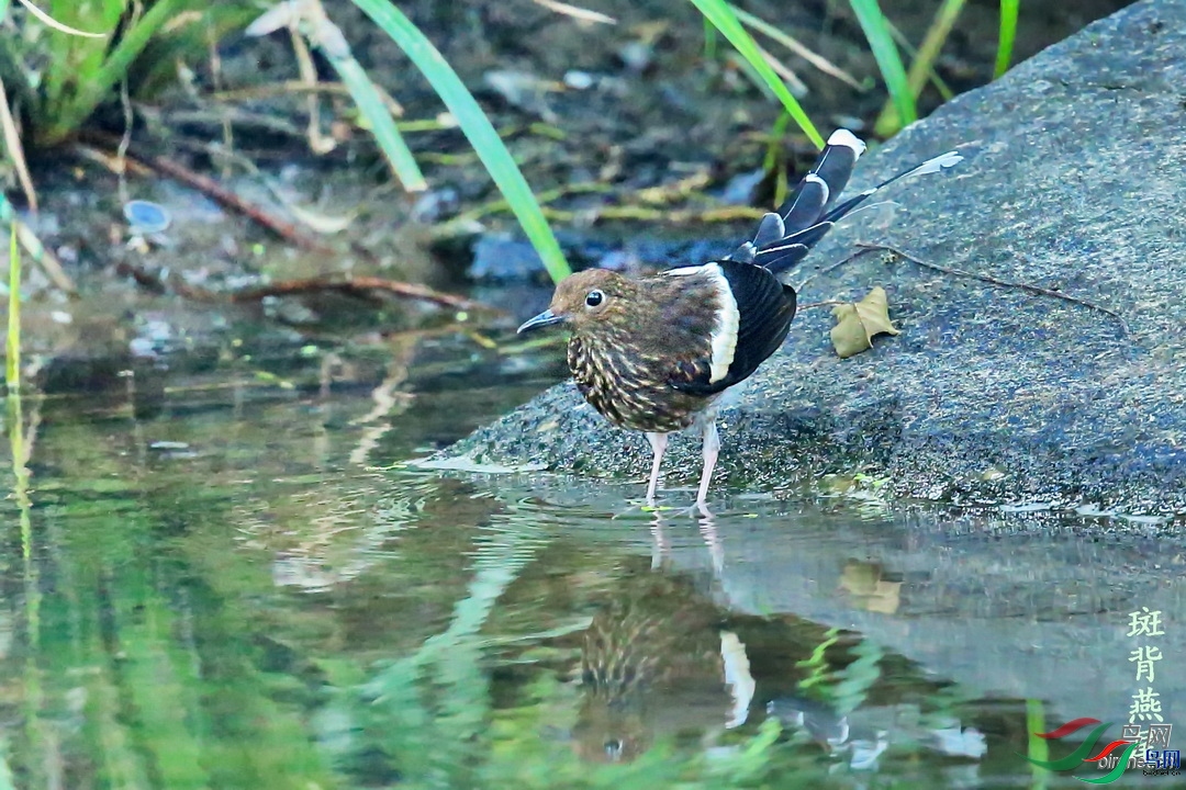 ����һ��ˮ  ��ʦ����.jpg