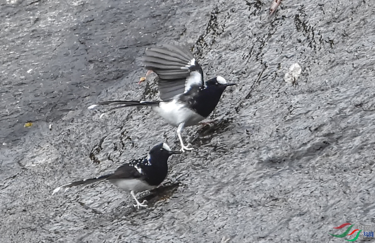 ǳЦ��Ȼ  ��ʦ����.jpg