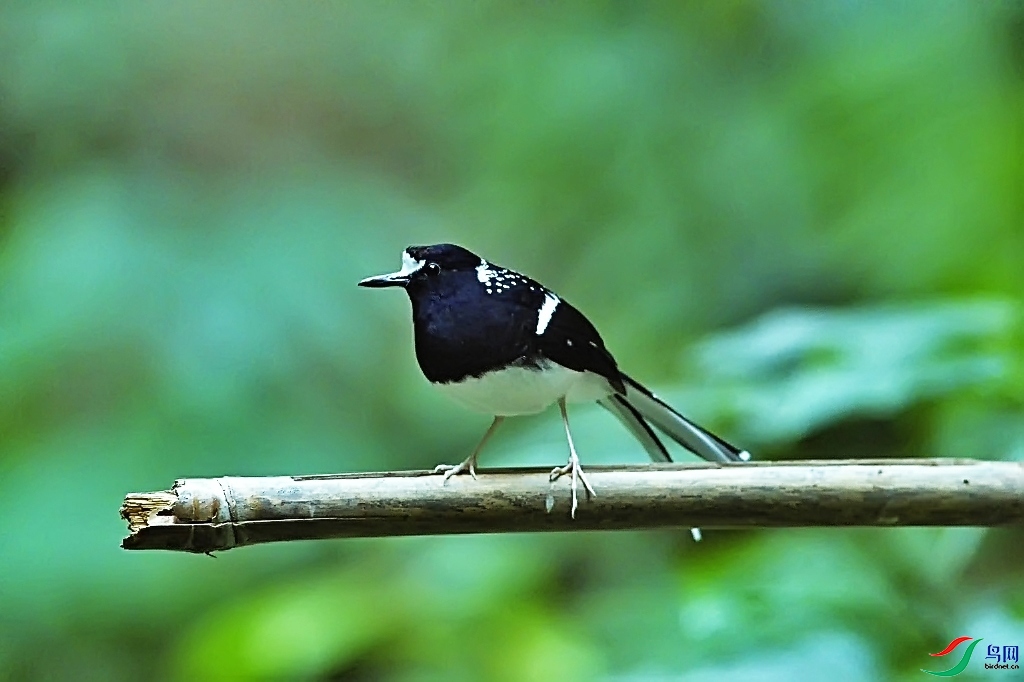 �����ɹ�  ��ʦ����������ʡ�º���徰����������ӯ����.jpg