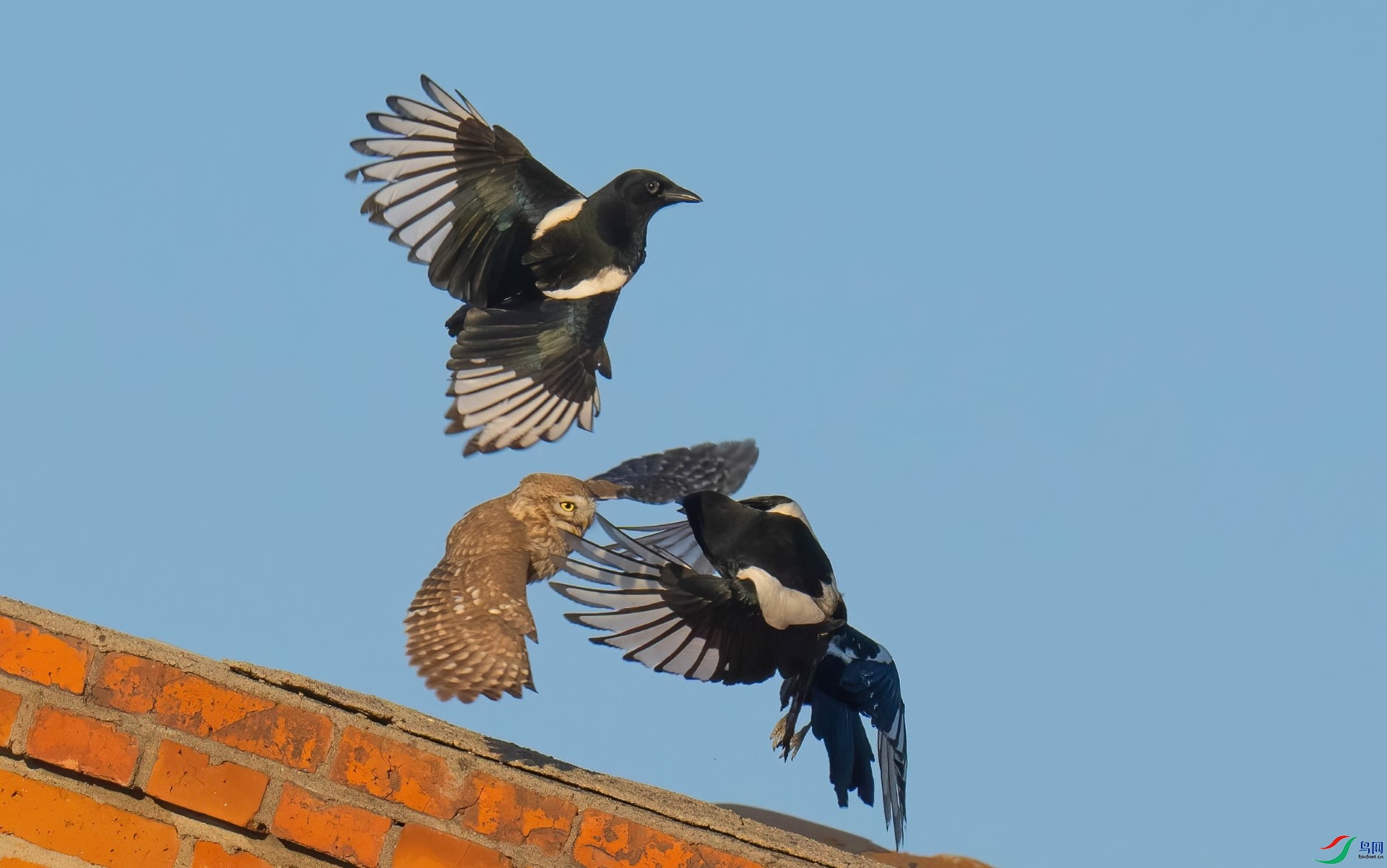 DSC03166-d.jpg